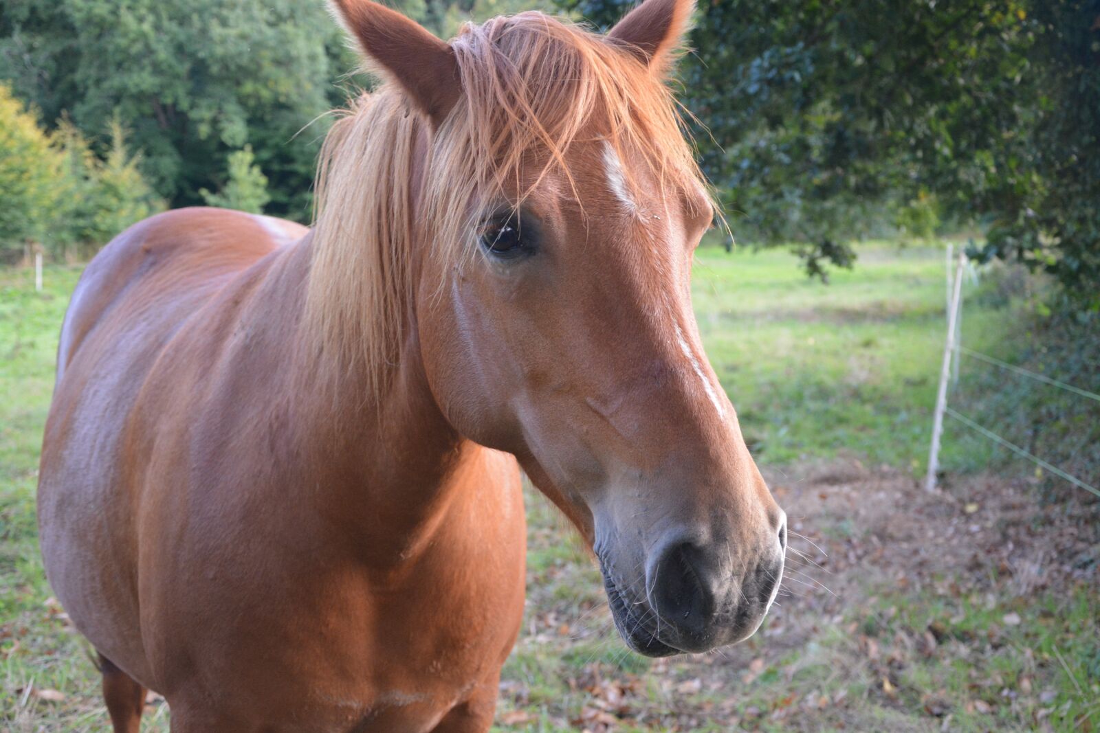 Nikon D5200 sample photo. Horse, mare, equine photography
