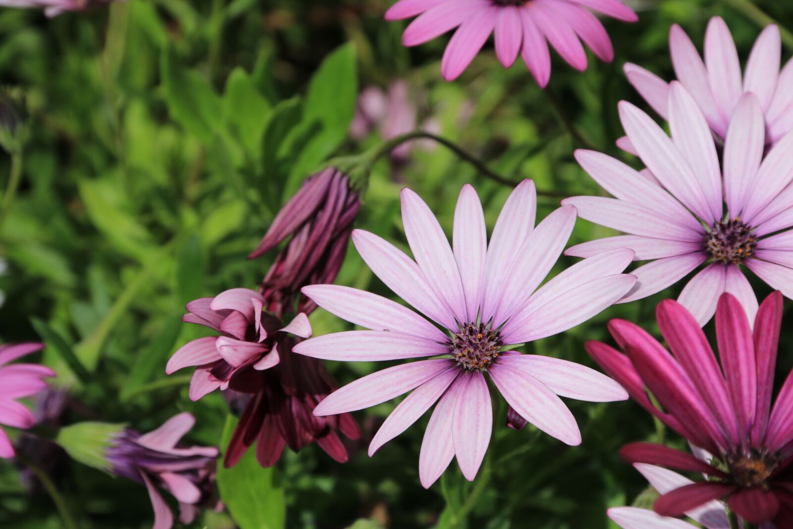 Canon EF-S 18-135mm F3.5-5.6 IS sample photo. Pink, purple, flower photography