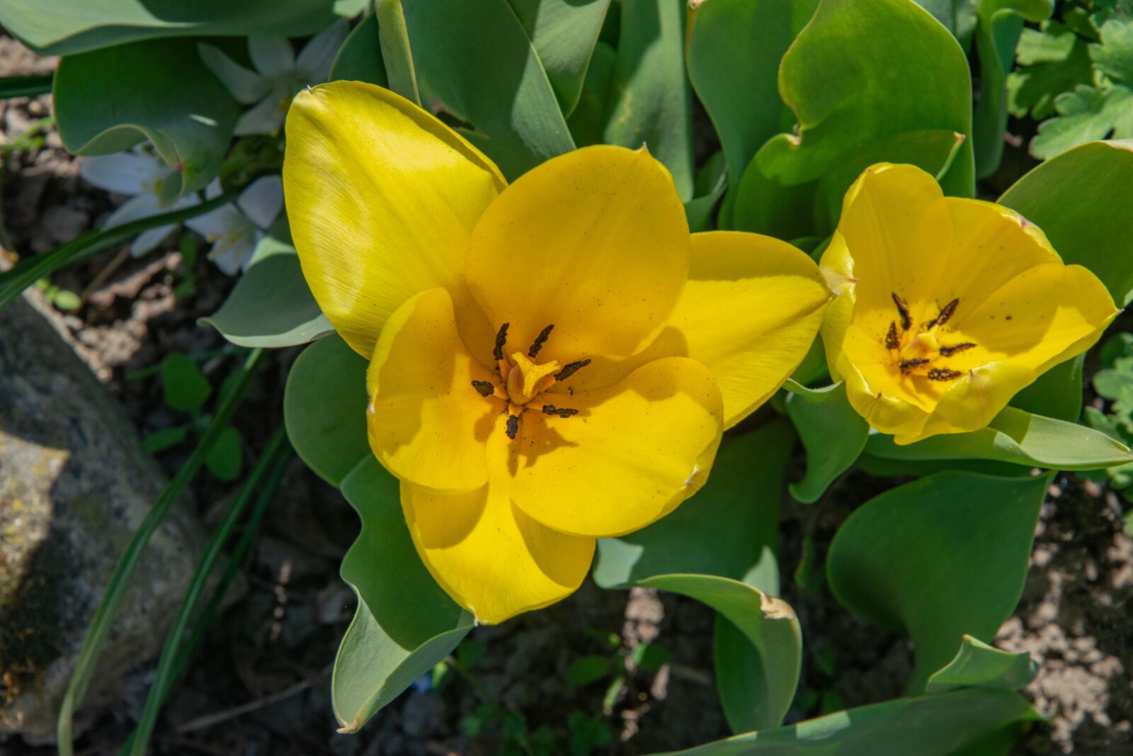 Nikon D3300 sample photo. Flower, garden, spring photography