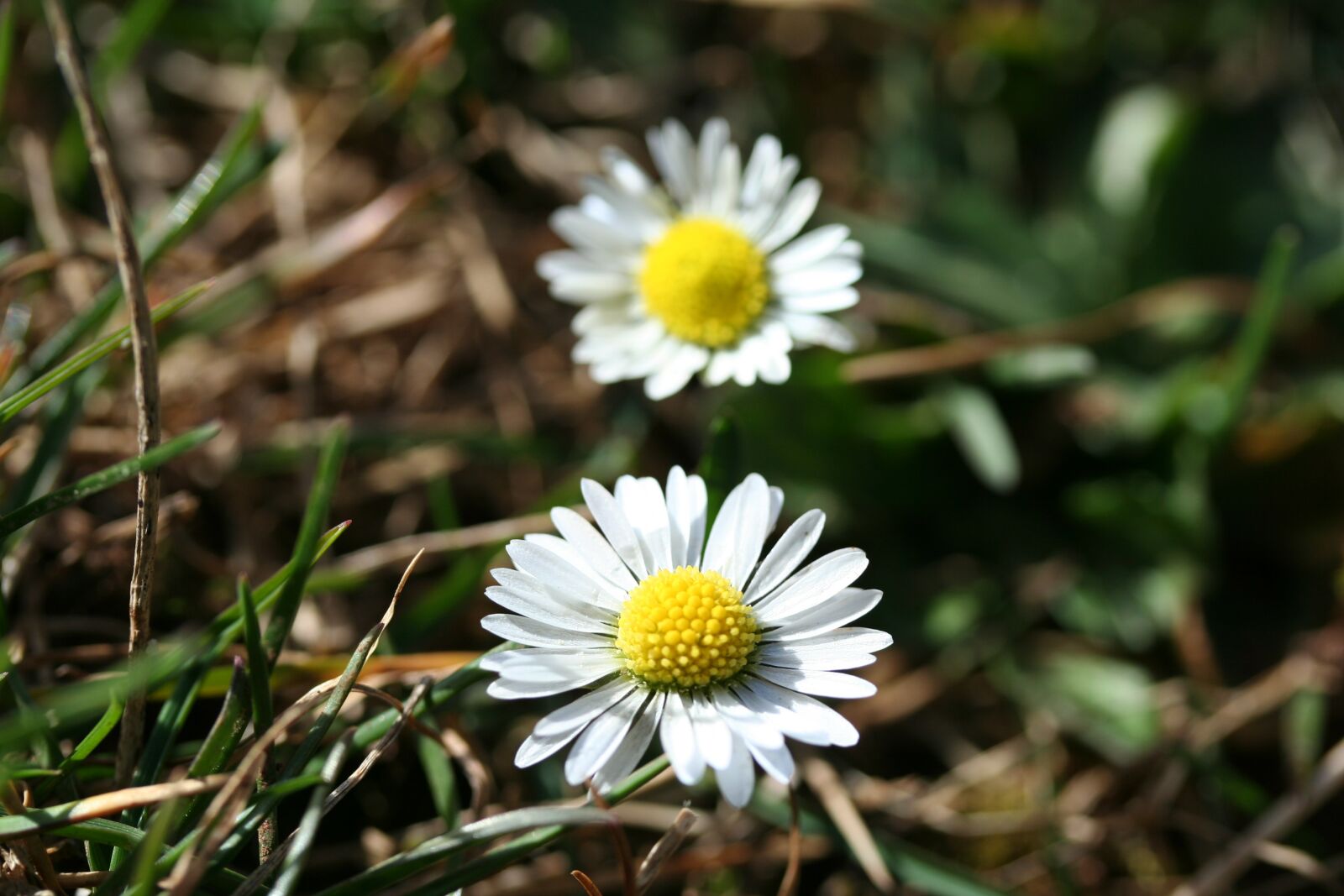 Canon EOS 350D (EOS Digital Rebel XT / EOS Kiss Digital N) sample photo. Daisy, flowers, yellow photography