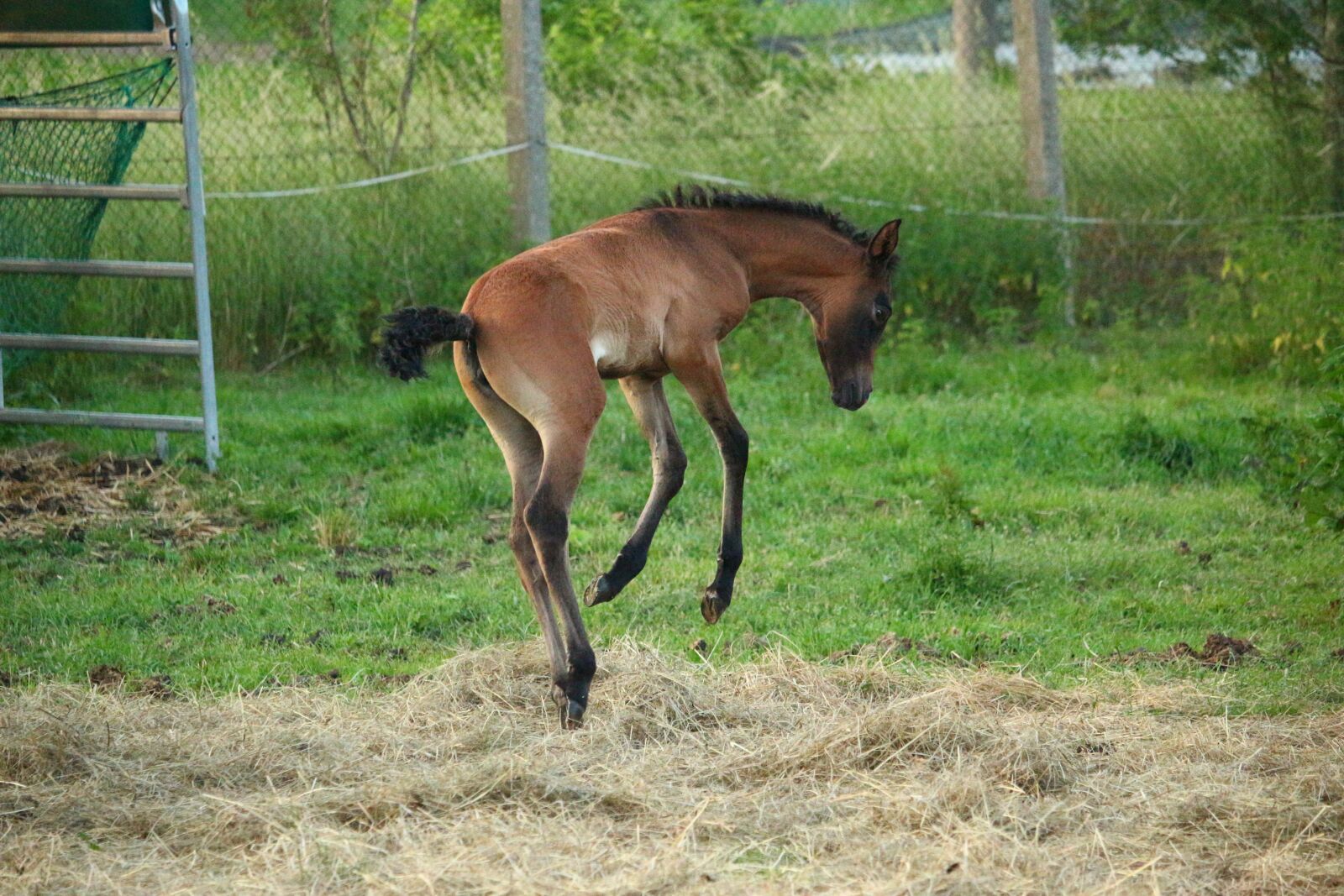 Canon EOS 100D (EOS Rebel SL1 / EOS Kiss X7) sample photo. Horse, foal, suckling photography