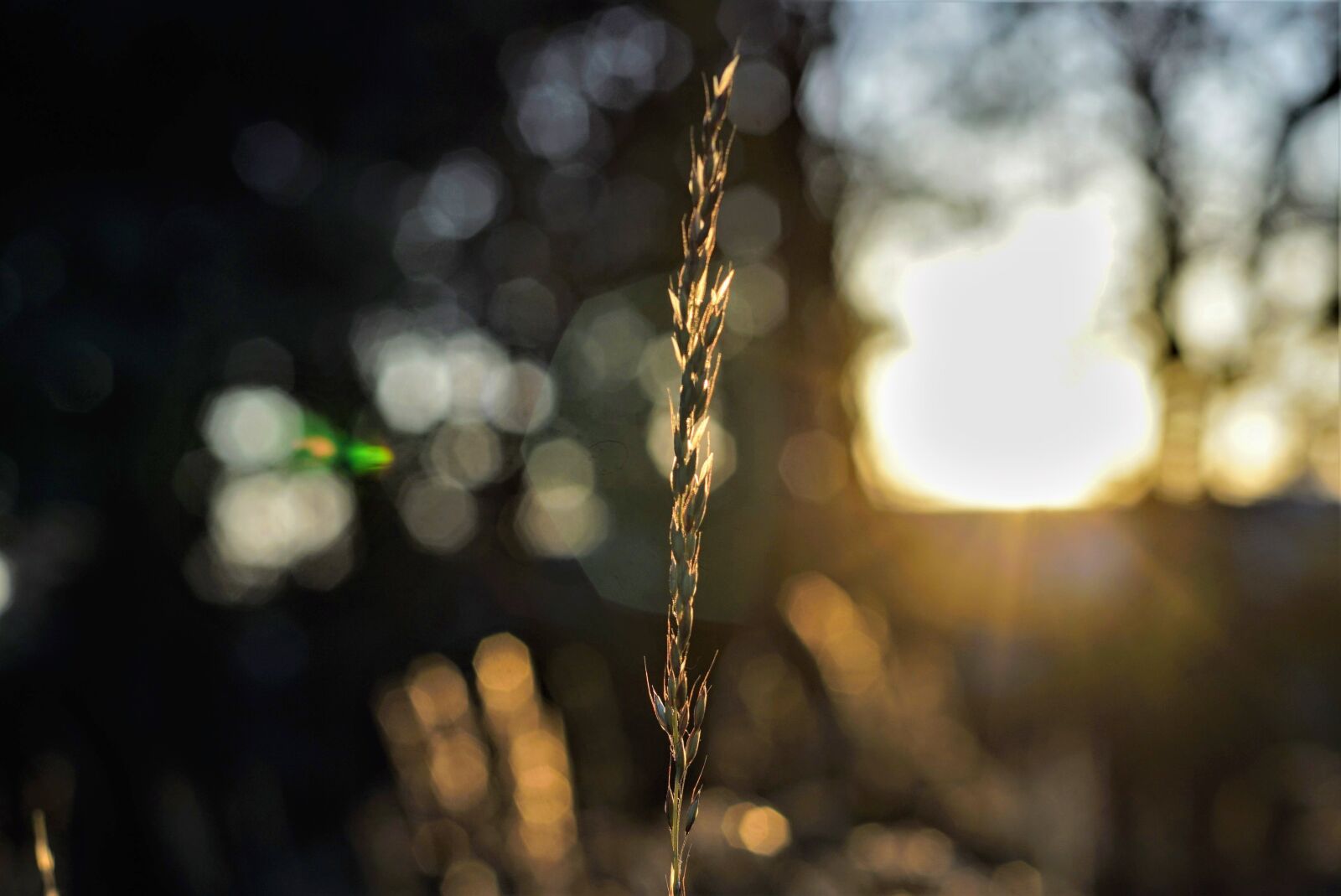 MACRO 50mm F2.8 sample photo. Sunset, lighting, plant photography