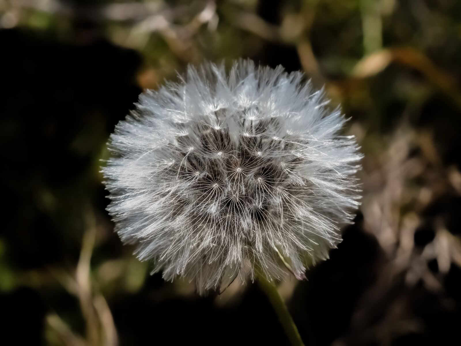 Nikon D3300 sample photo. Plant, nature, fragile photography