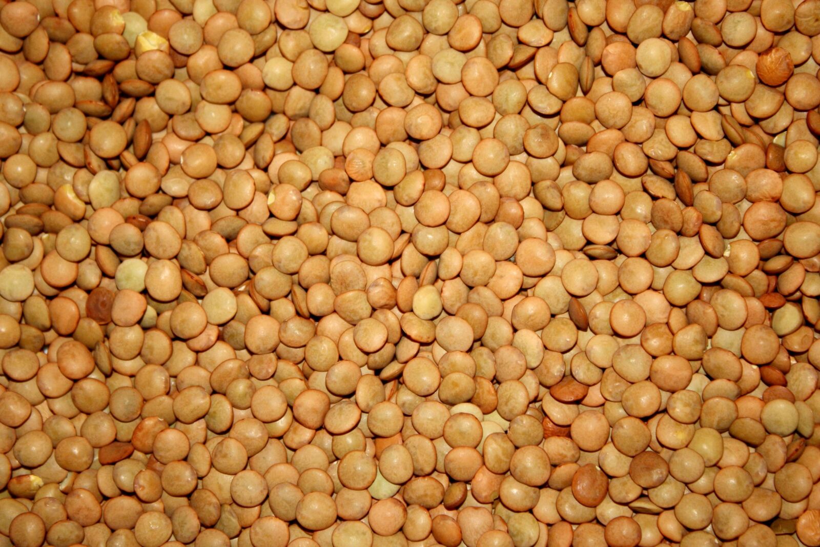 f/3.5-5.6 IS sample photo. Lentils, seed photography