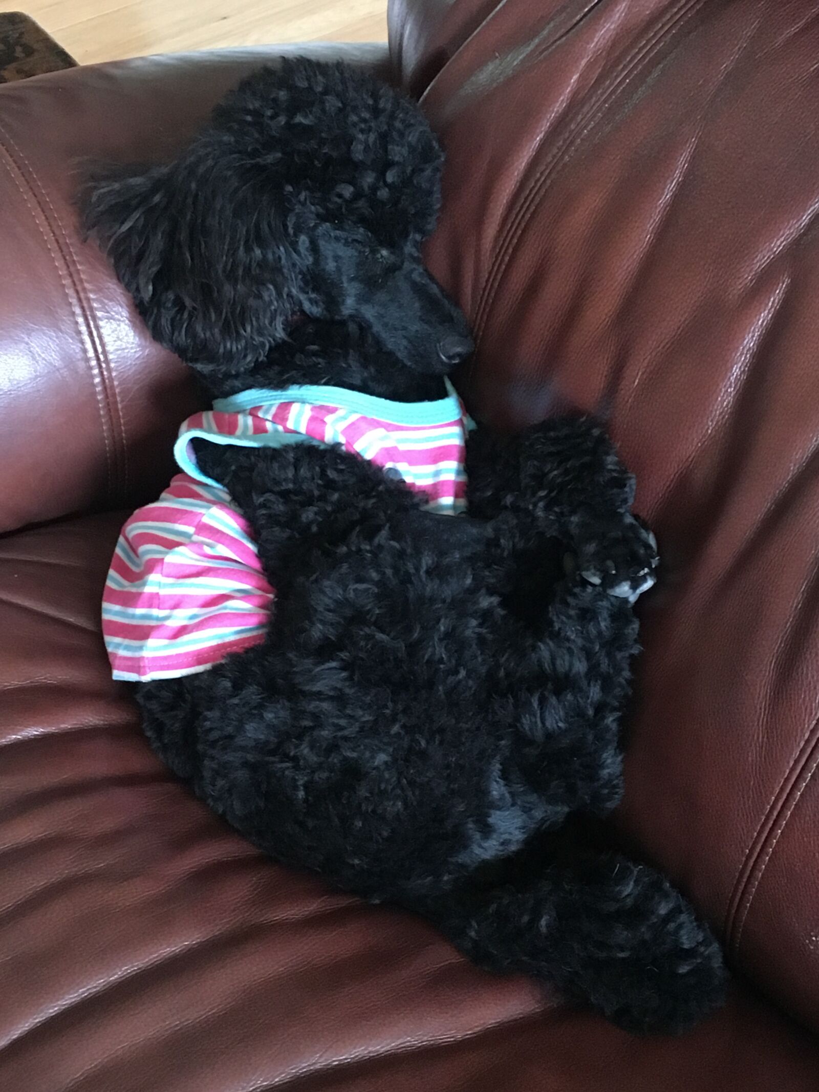 iPhone 6s back camera 4.15mm f/2.2 sample photo. Mini, poodle, sleeping, puppy photography