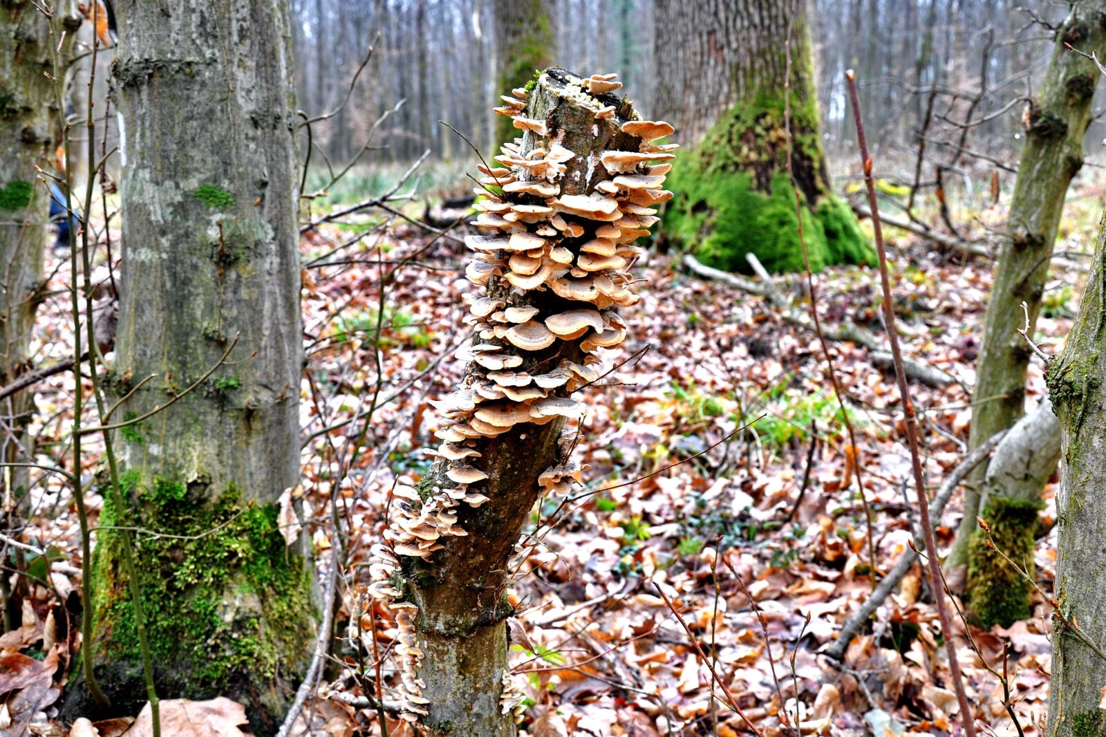 Nikon D90 sample photo. Forest, tinder fungus, nature photography