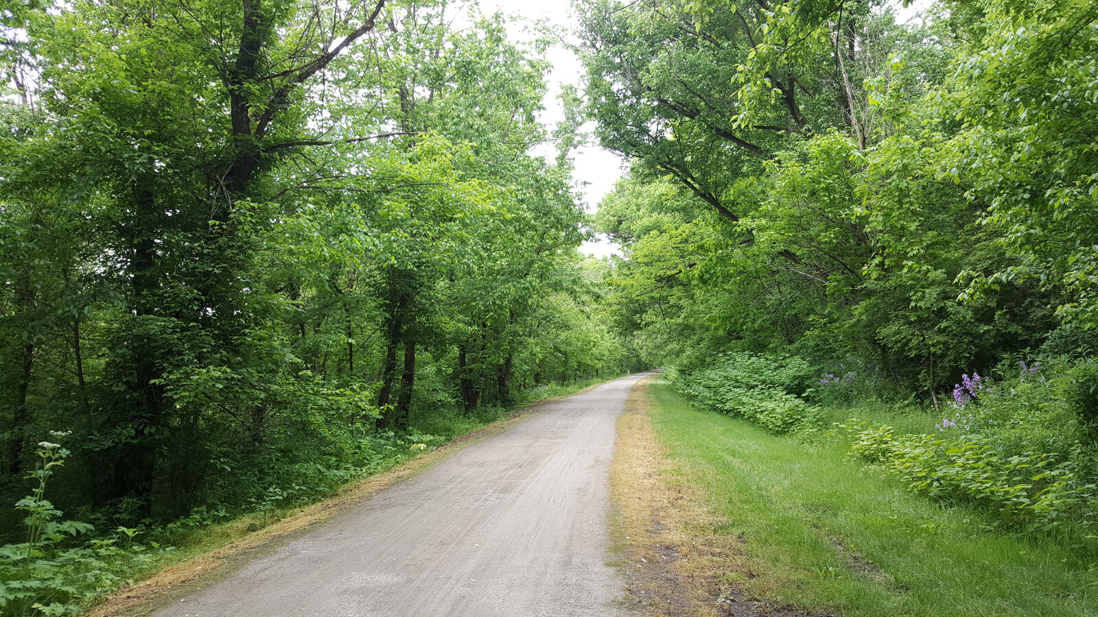 Samsung Galaxy Note5 sample photo. Forest, spring, trail photography