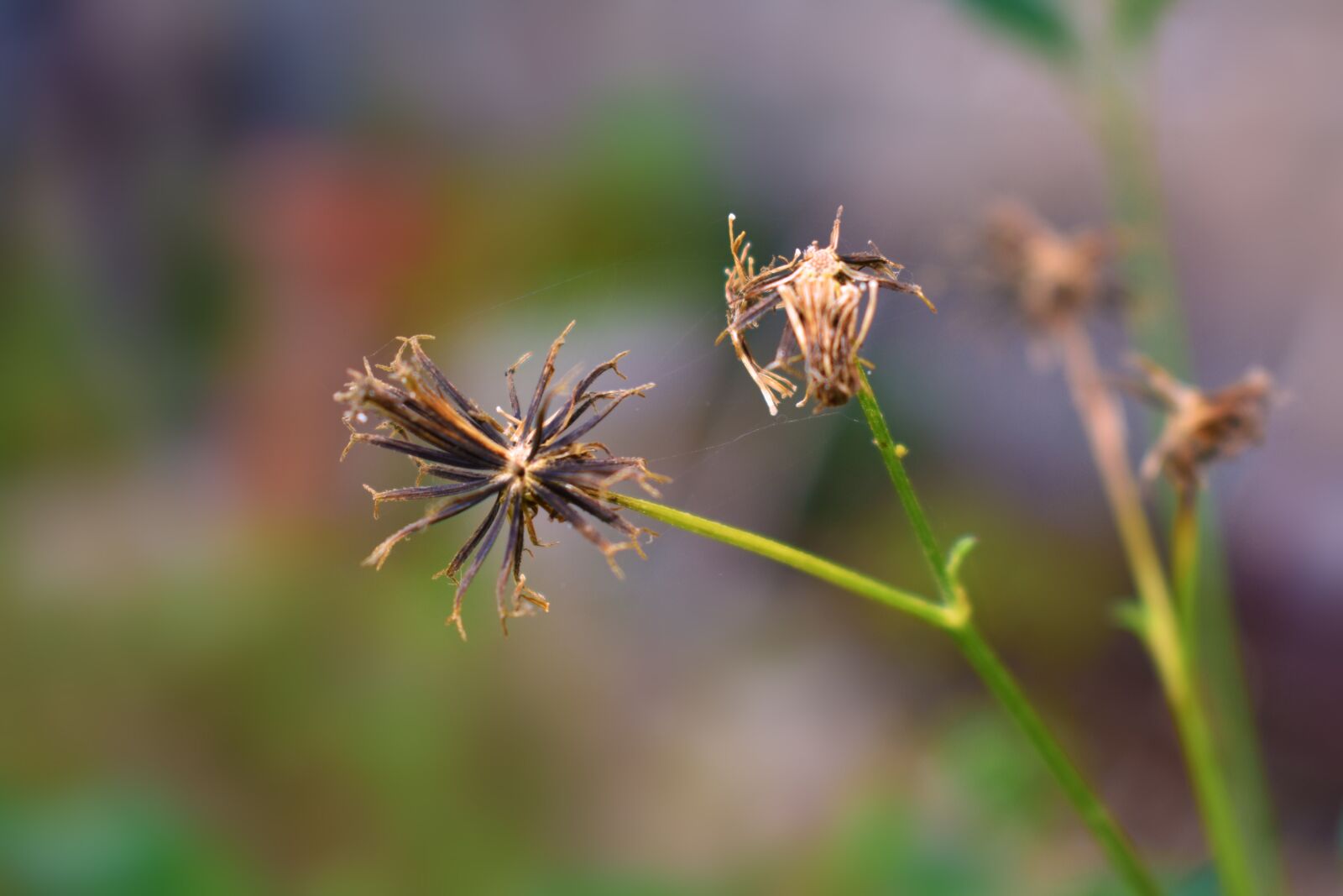 Nikon D3400 sample photo. Nature, flower, dry photography