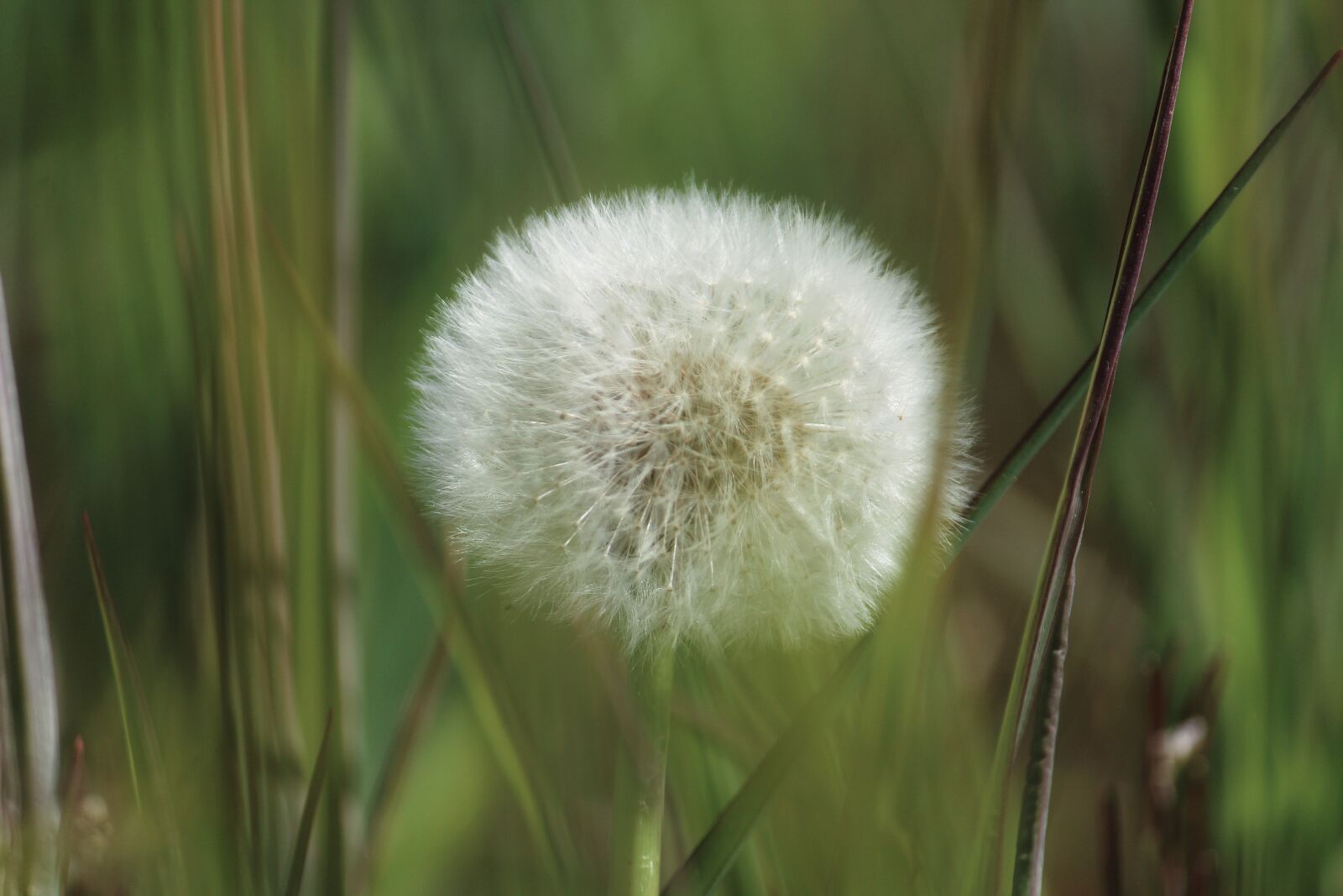 Canon EOS 1200D (EOS Rebel T5 / EOS Kiss X70 / EOS Hi) sample photo. Nature, dandelion, meadow photography