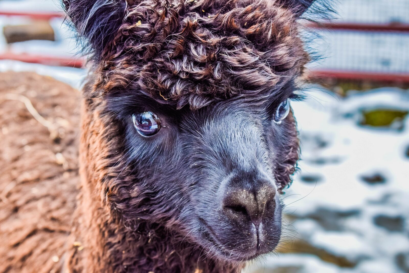Nikon D5300 sample photo. Alpaca, animal, llama photography