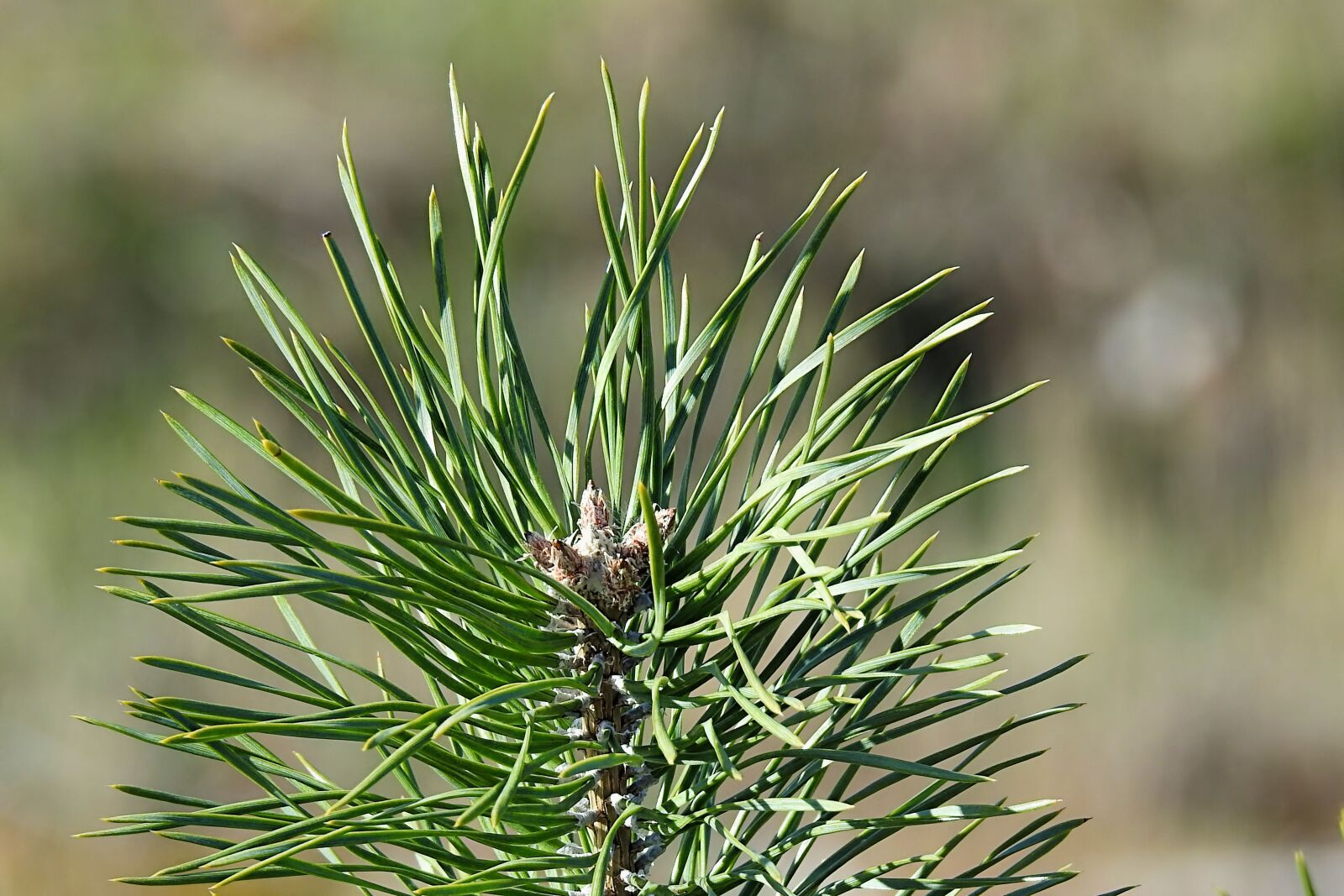 Nikon Coolpix P900 sample photo. Pine, pine needles, green photography