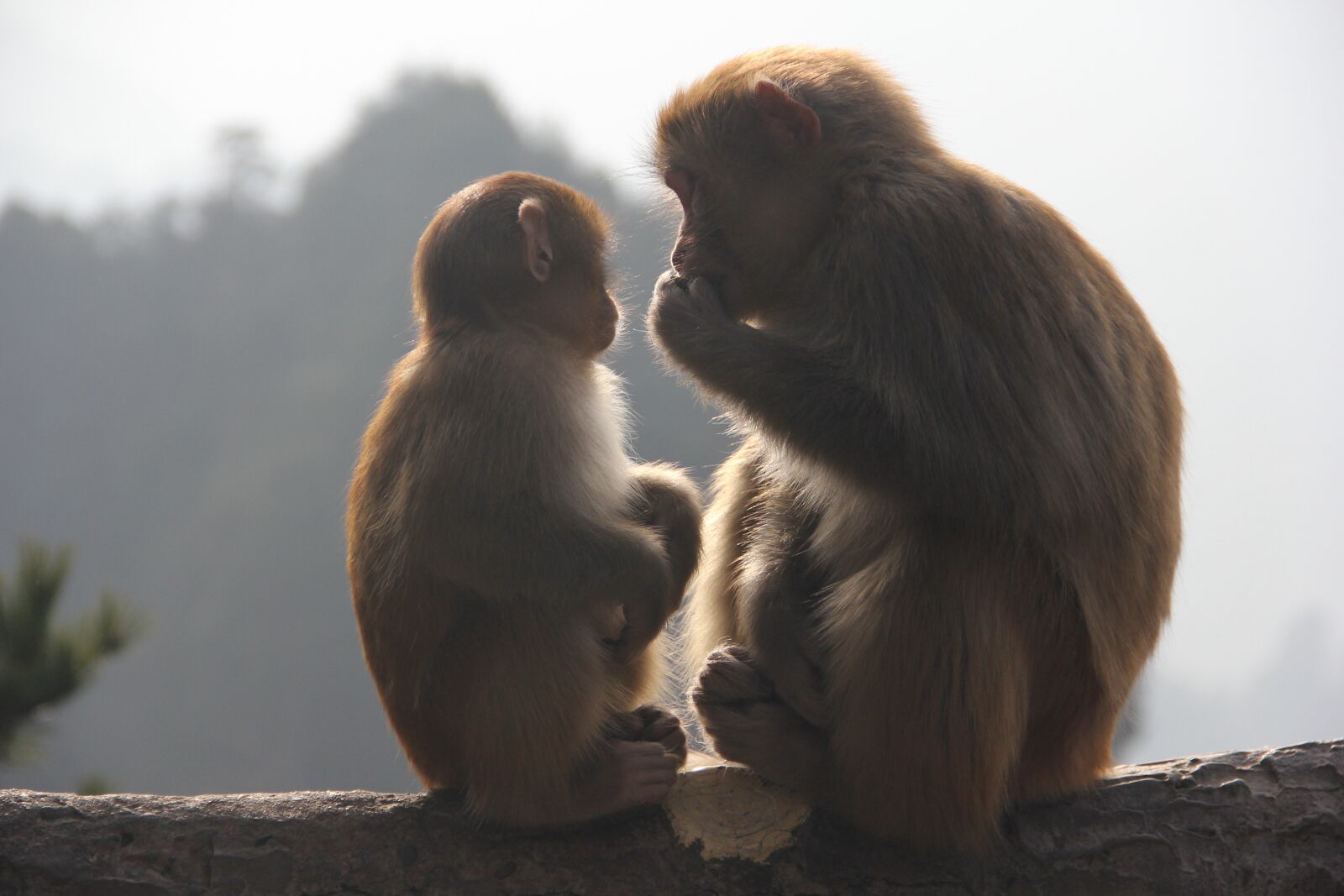 Canon EF-S 18-135mm F3.5-5.6 IS sample photo. Monkey, zhangjiajie, animal photography