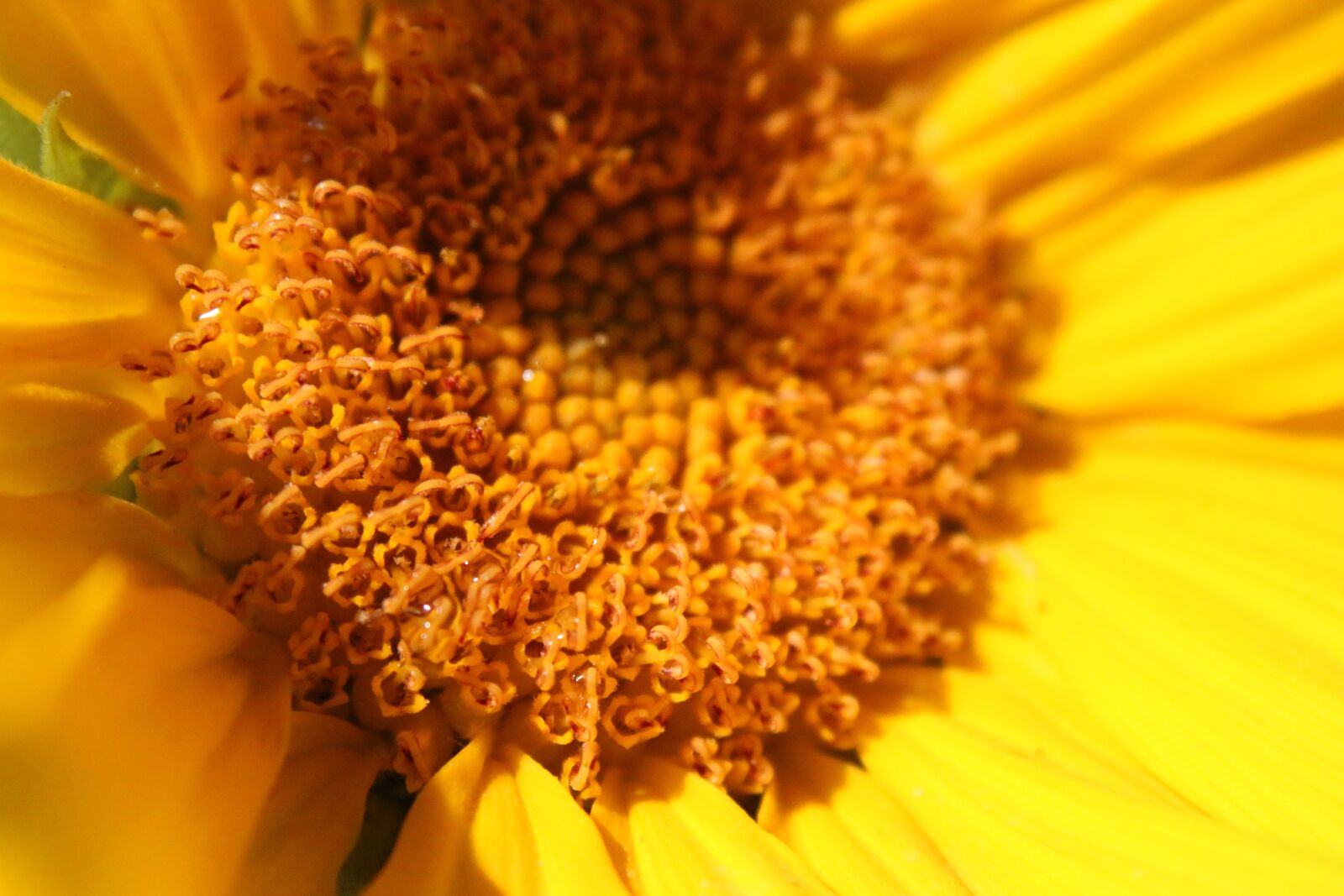 Canon EOS 70D sample photo. Sunflower, sunshine, plant photography
