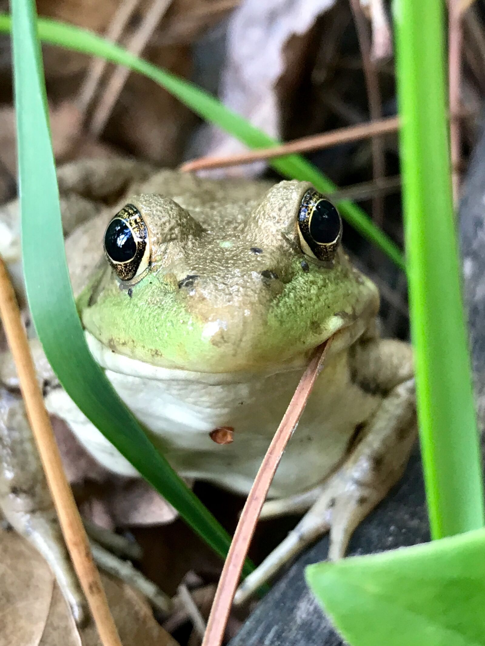 iPhone 7 Plus back dual camera 3.99mm f/1.8 sample photo. Frog, minnesota, eyes photography