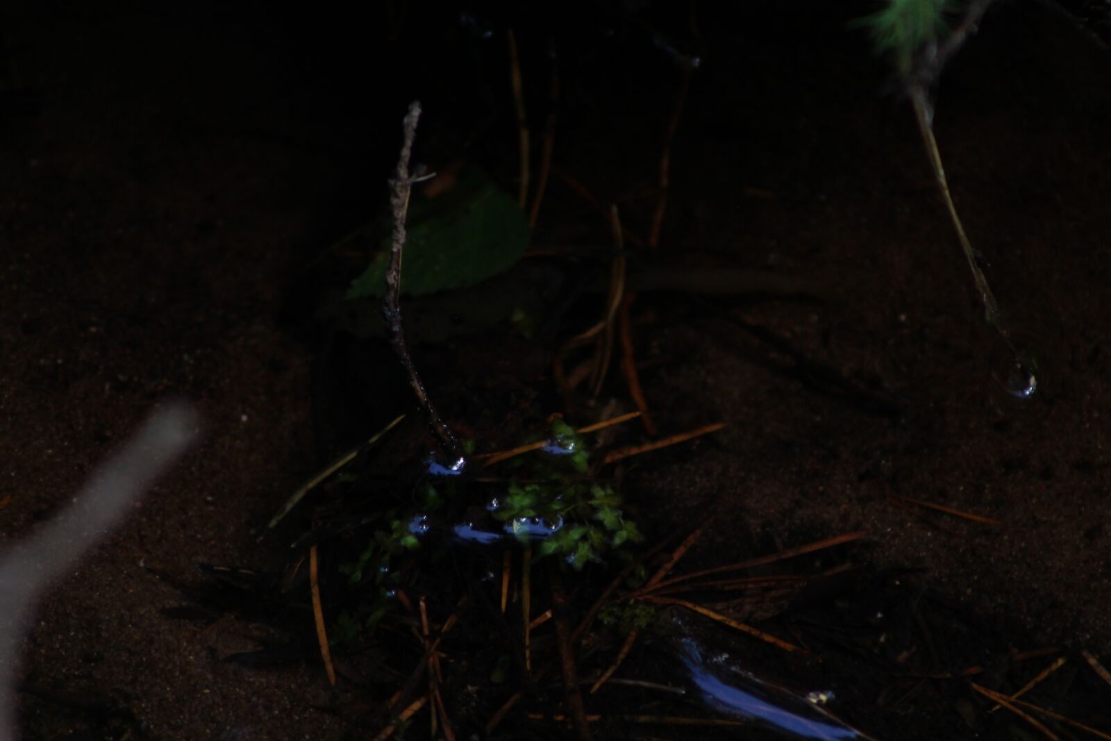Canon EF75-300mm f/4-5.6 sample photo. Pond, dark, nature photography