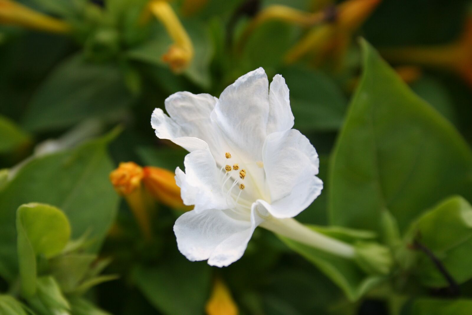 Canon EOS 350D (EOS Digital Rebel XT / EOS Kiss Digital N) sample photo. Flower, spring, nature photography