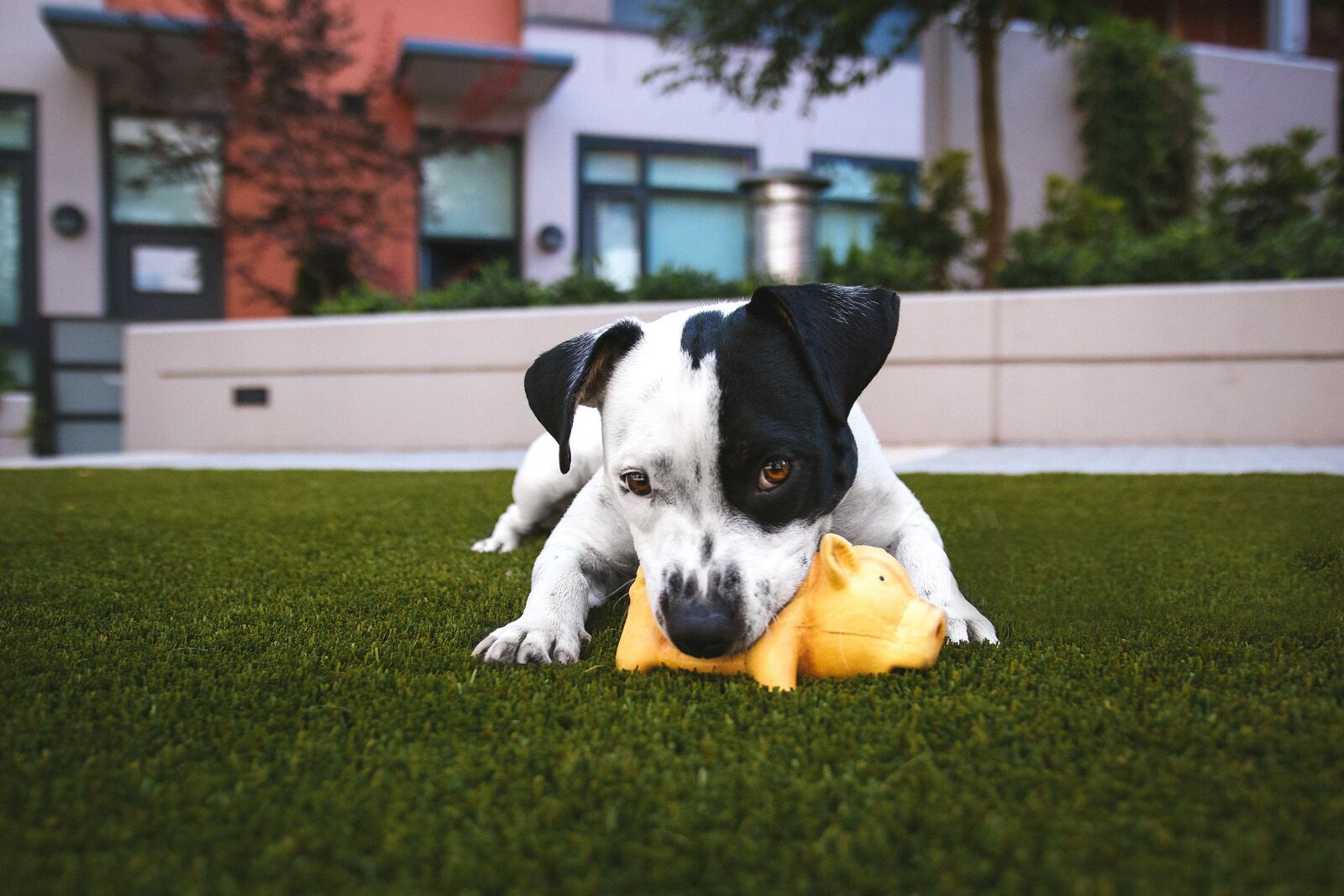 Canon EOS 80D sample photo. Adorable, animal, canine photography
