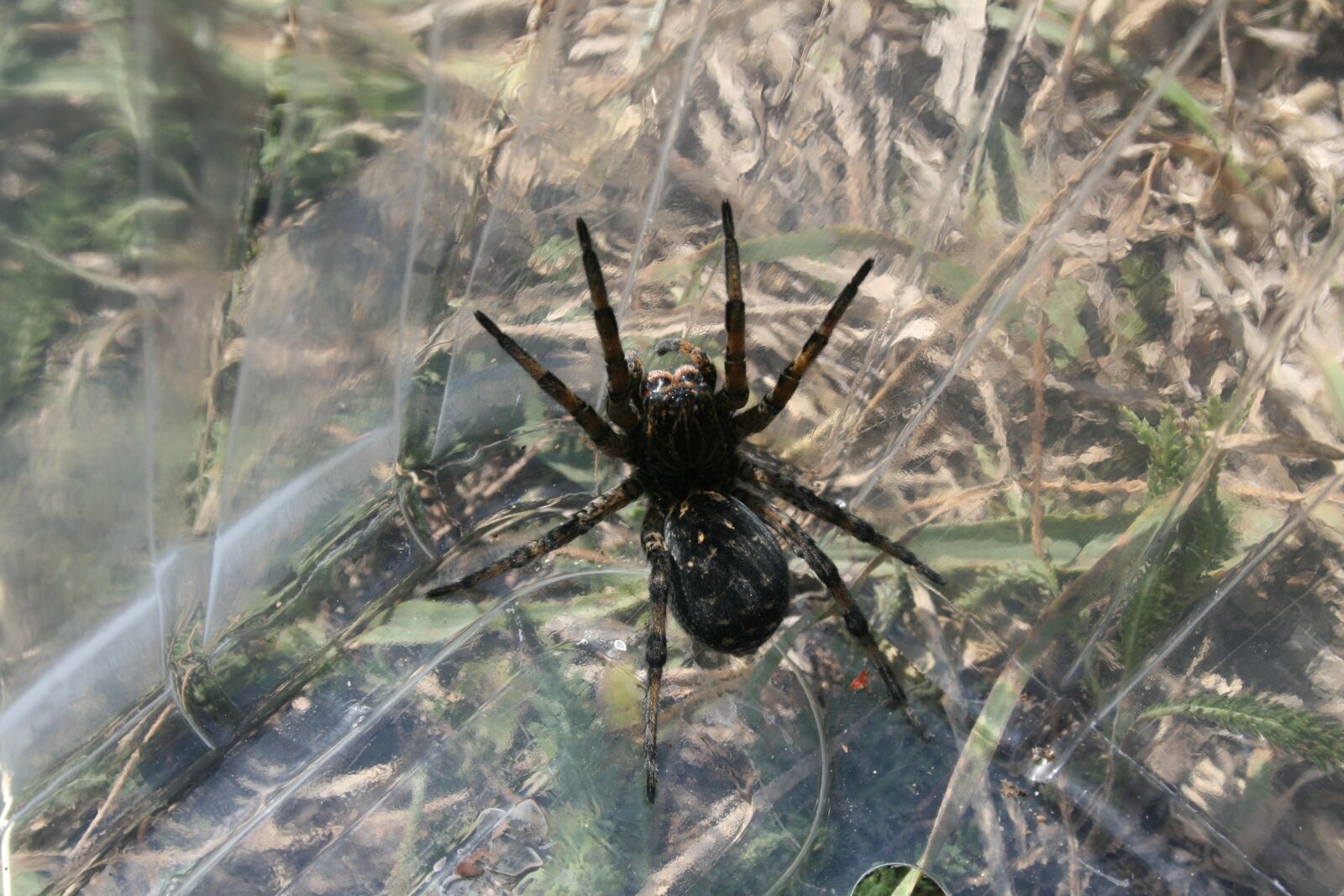 Canon EOS 400D (EOS Digital Rebel XTi / EOS Kiss Digital X) sample photo. Spider, meadow, field photography