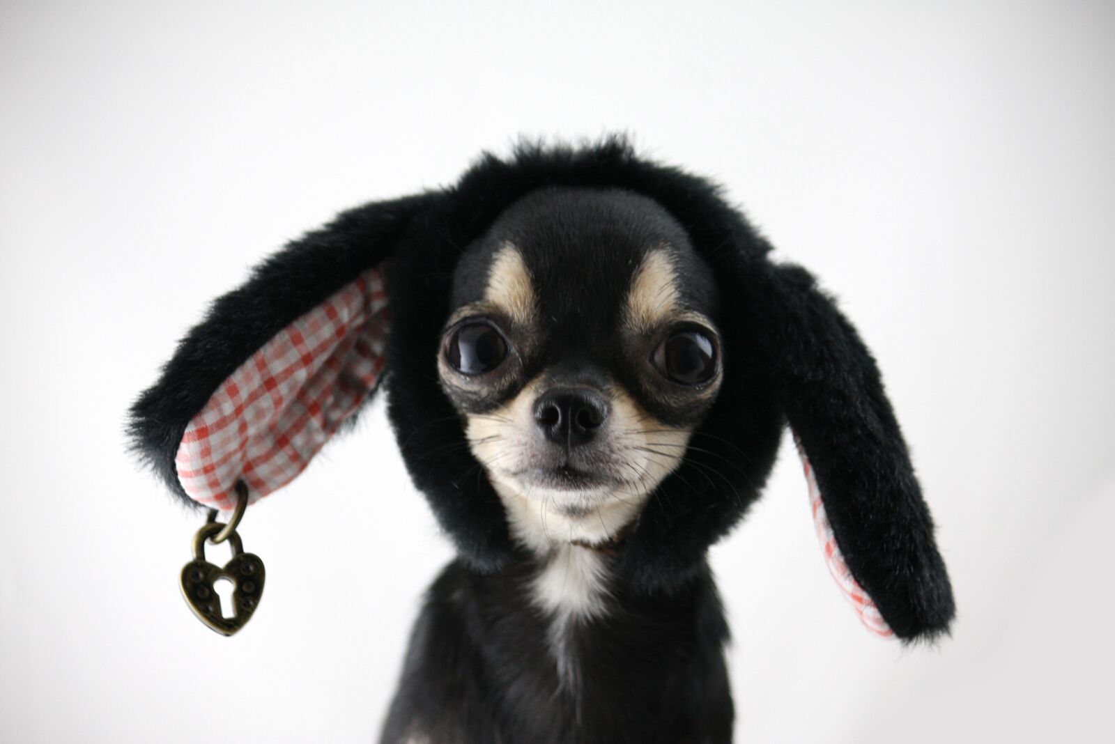 Canon EOS 40D sample photo. Dog, chihuahua, small dogs photography