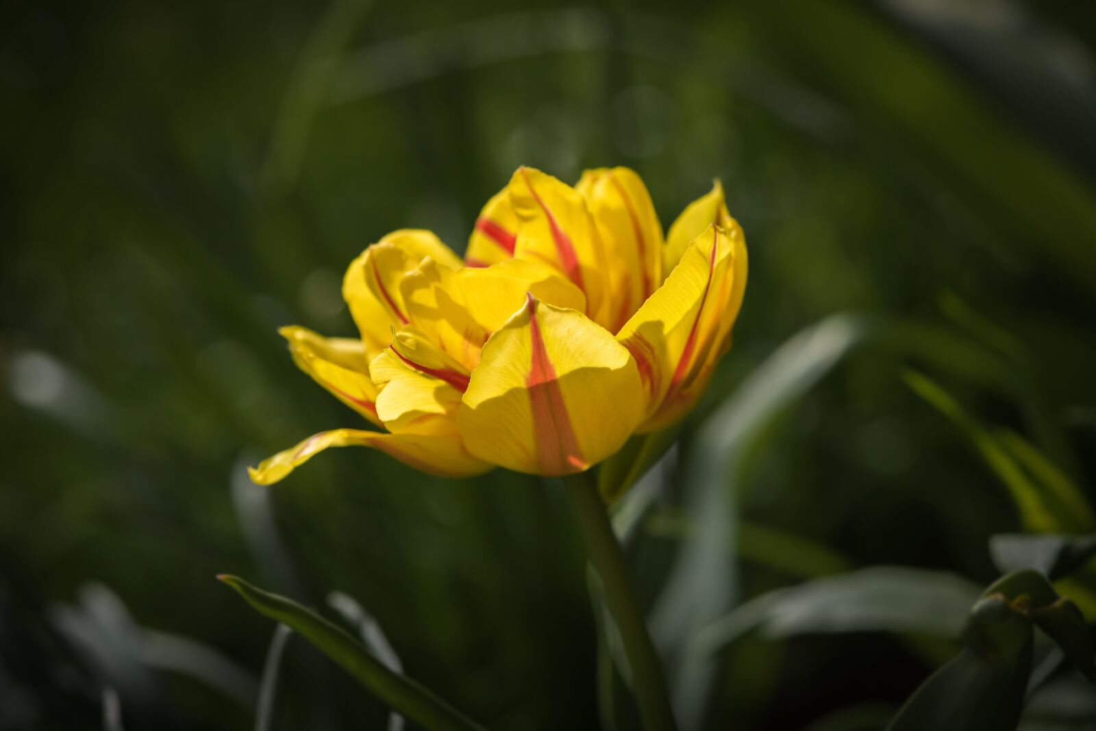 Nikon D750 sample photo. Tulip, flower, yellow red photography