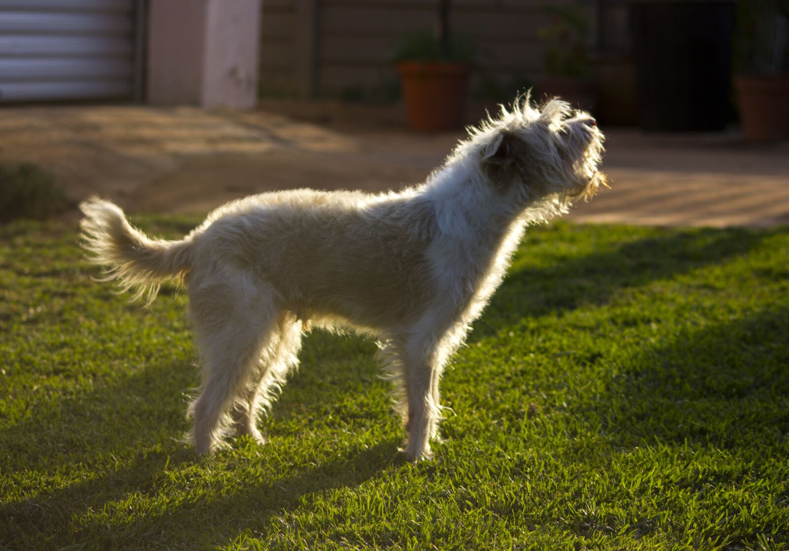 Canon EOS 550D (EOS Rebel T2i / EOS Kiss X4) sample photo. Dog, bark, pet photography