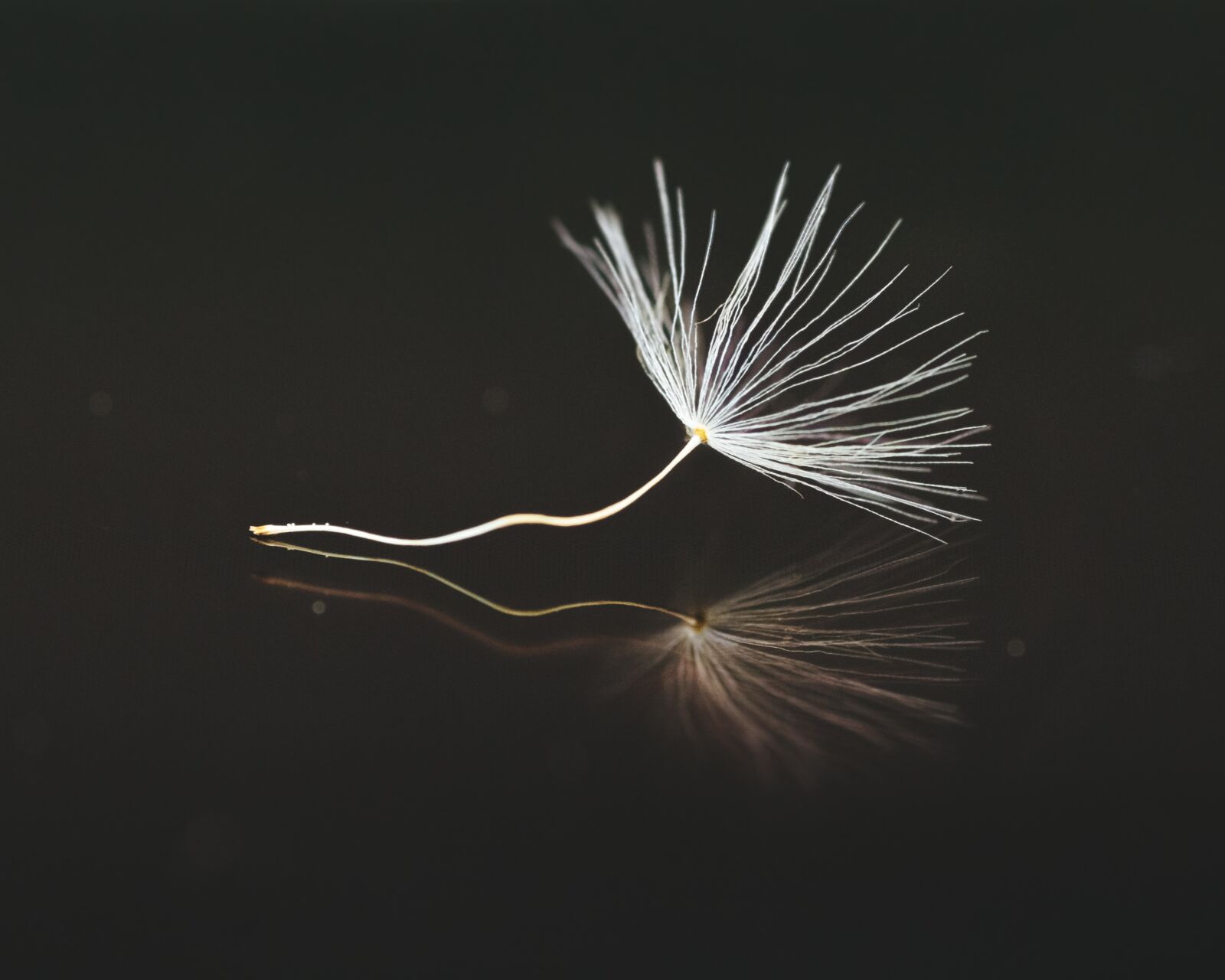 Canon EOS 700D (EOS Rebel T5i / EOS Kiss X7i) sample photo. Seeds, dandelion, umbrella photography