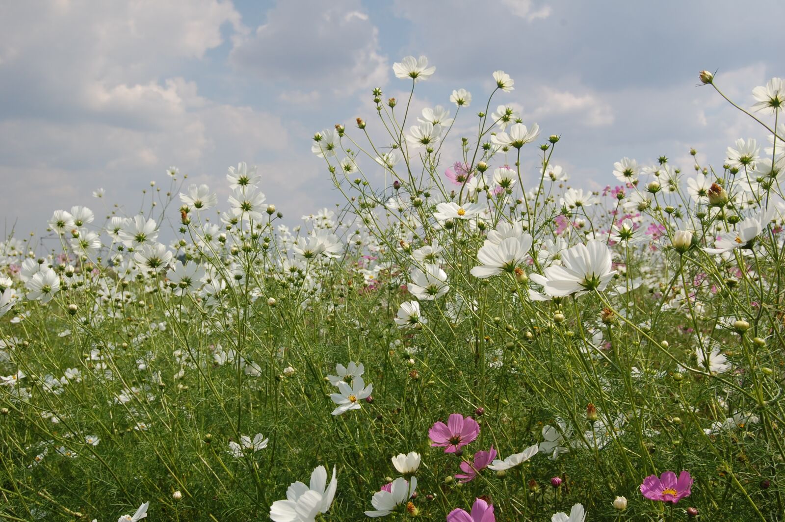 Nikon D40 sample photo. South africa, wild, flowers photography