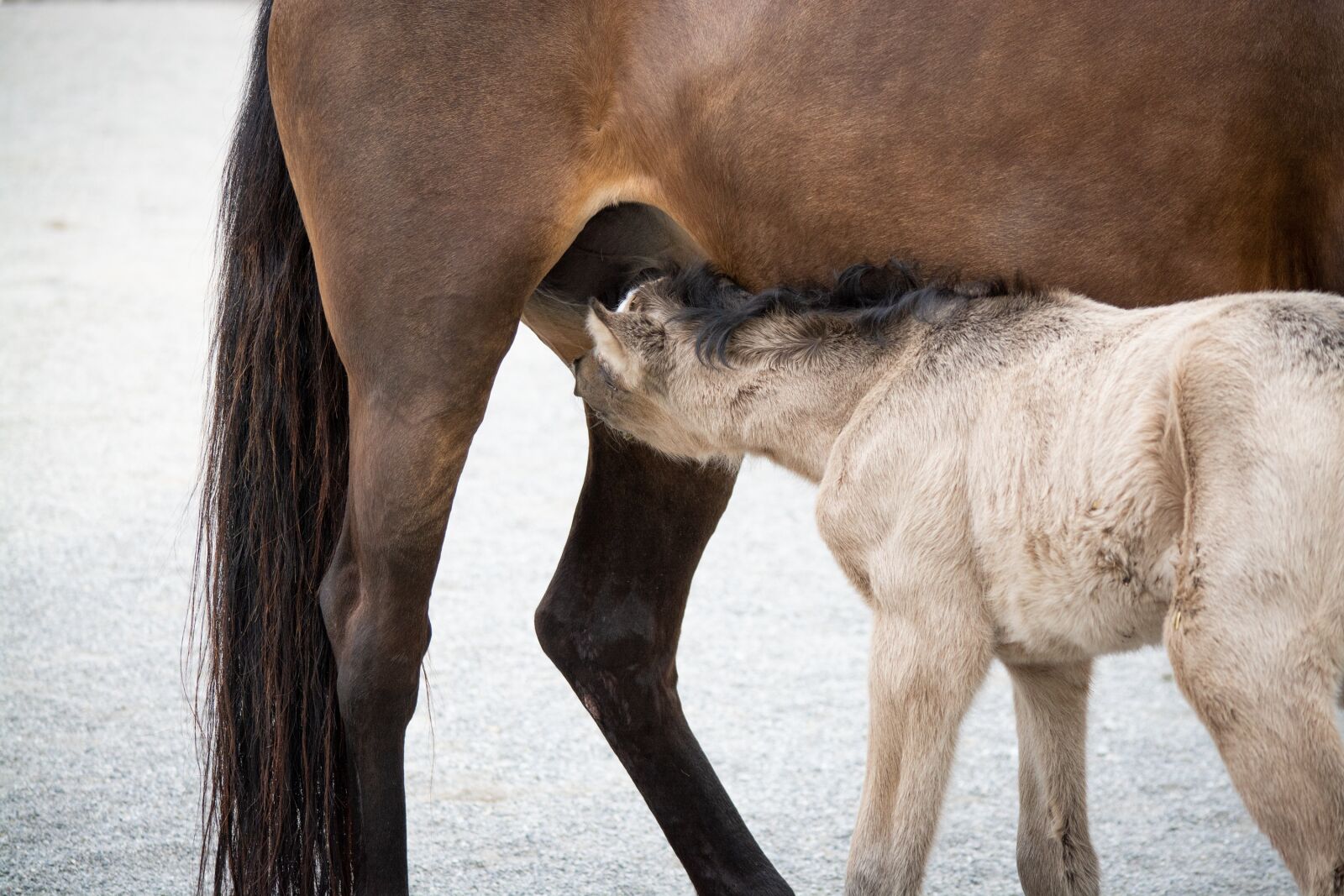 Nikon D7100 sample photo. Foal, suckle, mare photography