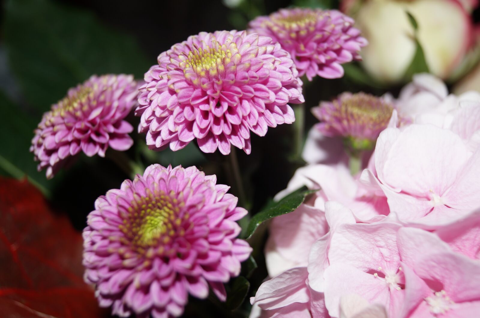 Sony SLT-A57 sample photo. Flower, bouquet, flowers photography