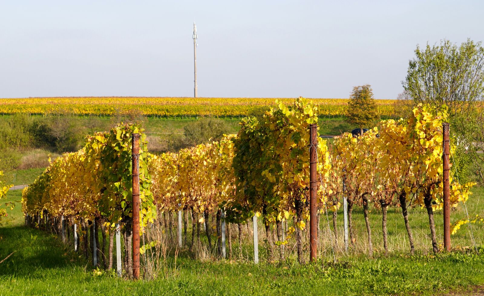 Sony E 55-210mm F4.5-6.3 OSS sample photo. Landscape, vines, vine photography