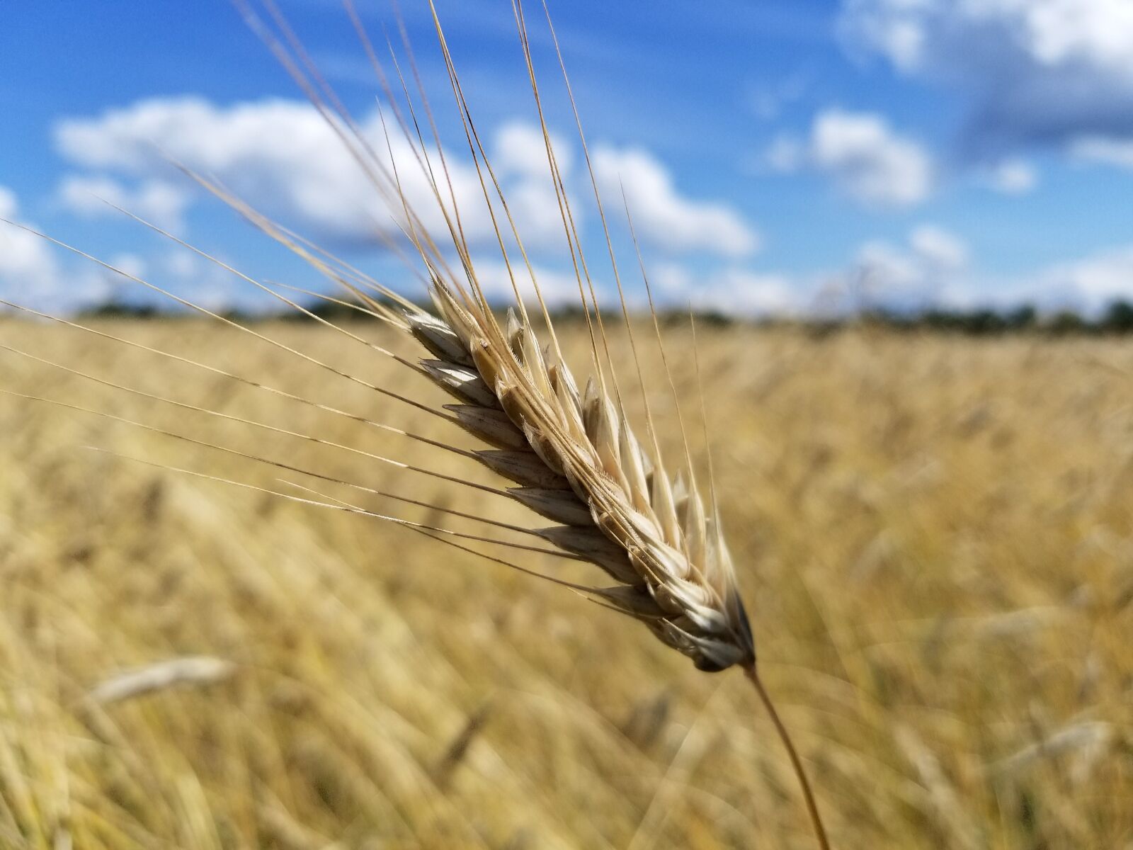 Samsung Galaxy S8+ sample photo. Wheat, grain, field photography