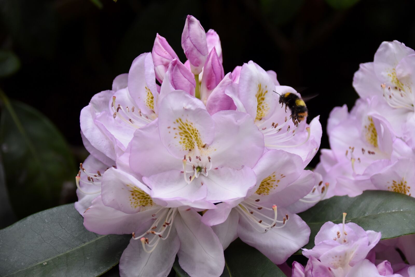 Nikon D5600 sample photo. Flower, rhododendron, bourdon photography
