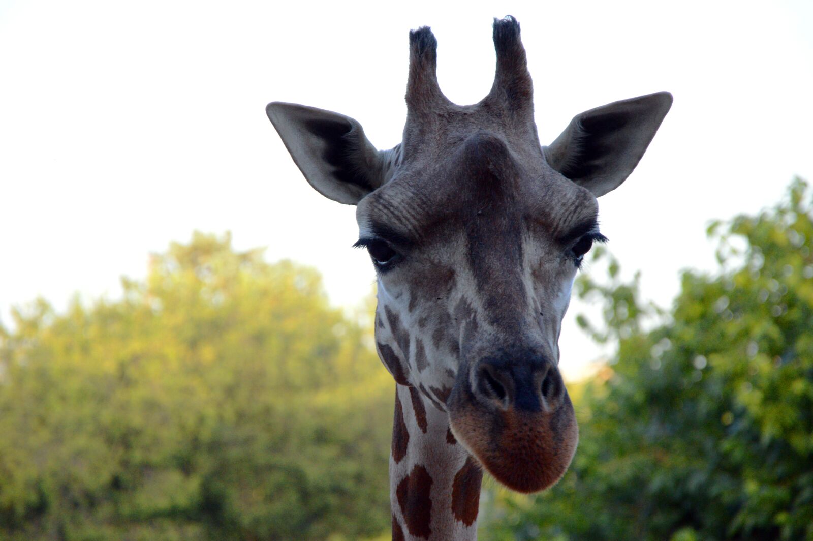 Nikon D3200 sample photo. Giraffe, head, zoo photography