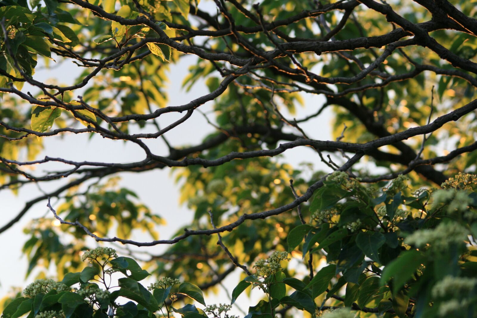 Canon EOS 400D (EOS Digital Rebel XTi / EOS Kiss Digital X) sample photo. Japanese raisin, foliage, tree photography