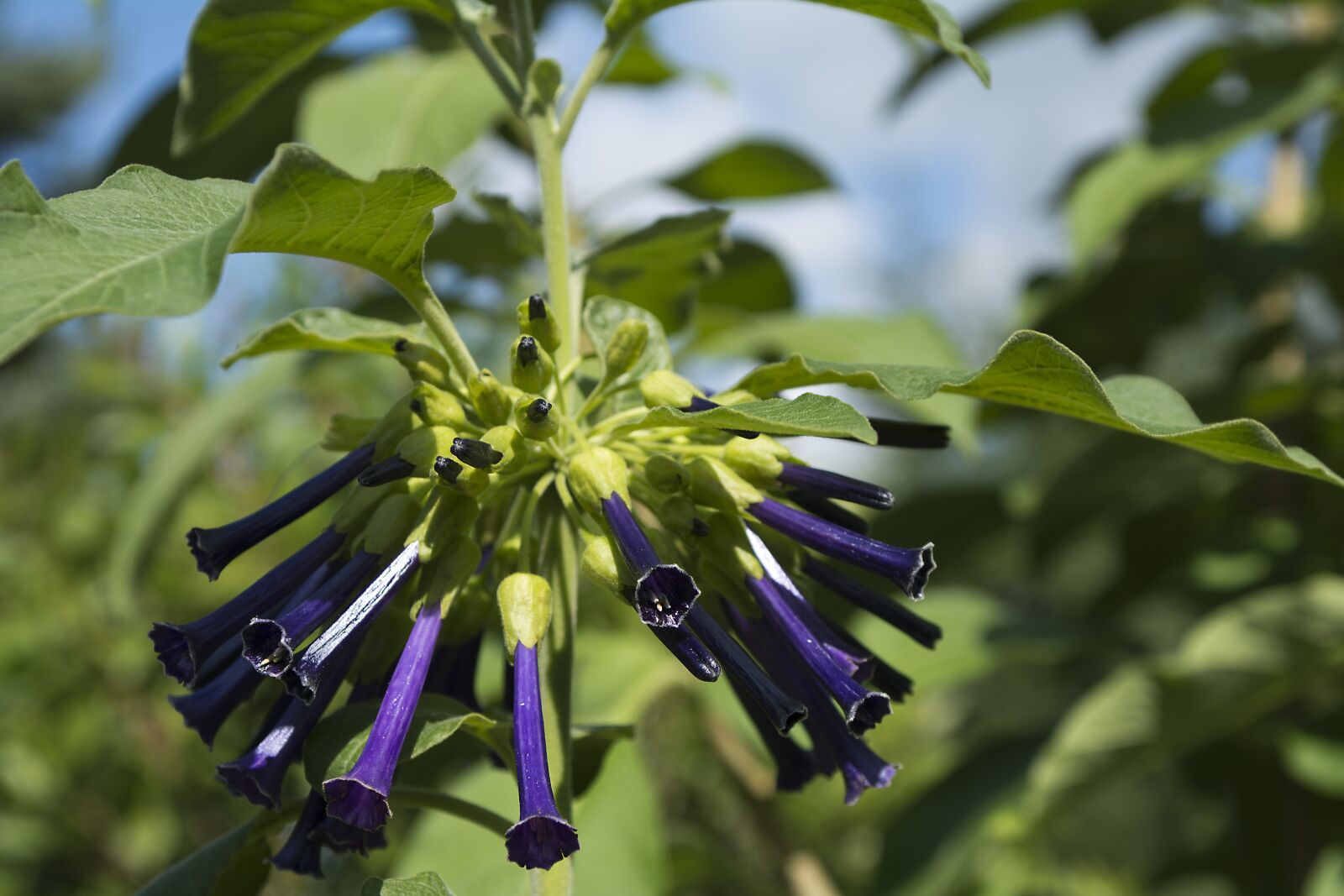 Nikon D7100 sample photo. Plants, flowers, flower photography