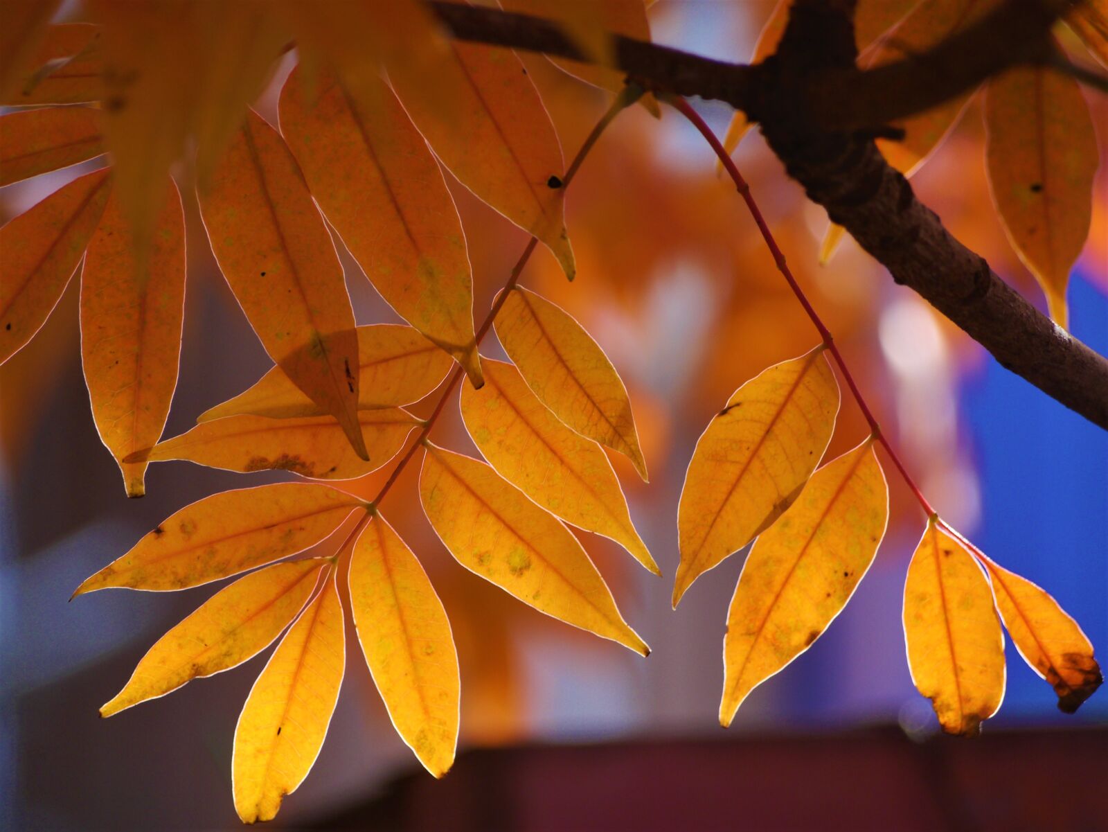 Panasonic Lumix DMC-GX1 sample photo. Yellow leaves, autumnal leaves photography