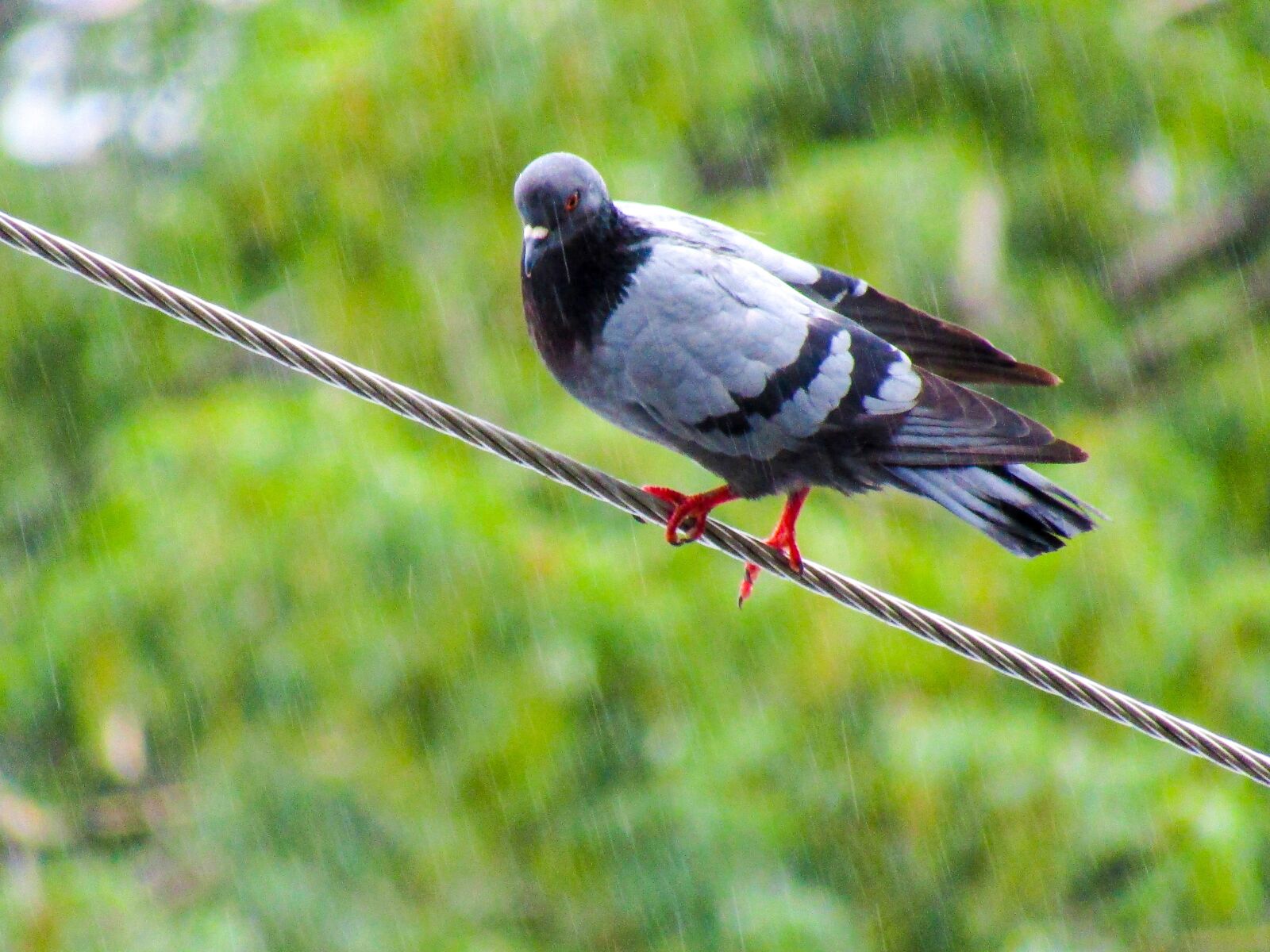 Canon PowerShot SX410 IS sample photo. Pigeon, photography, birds photography
