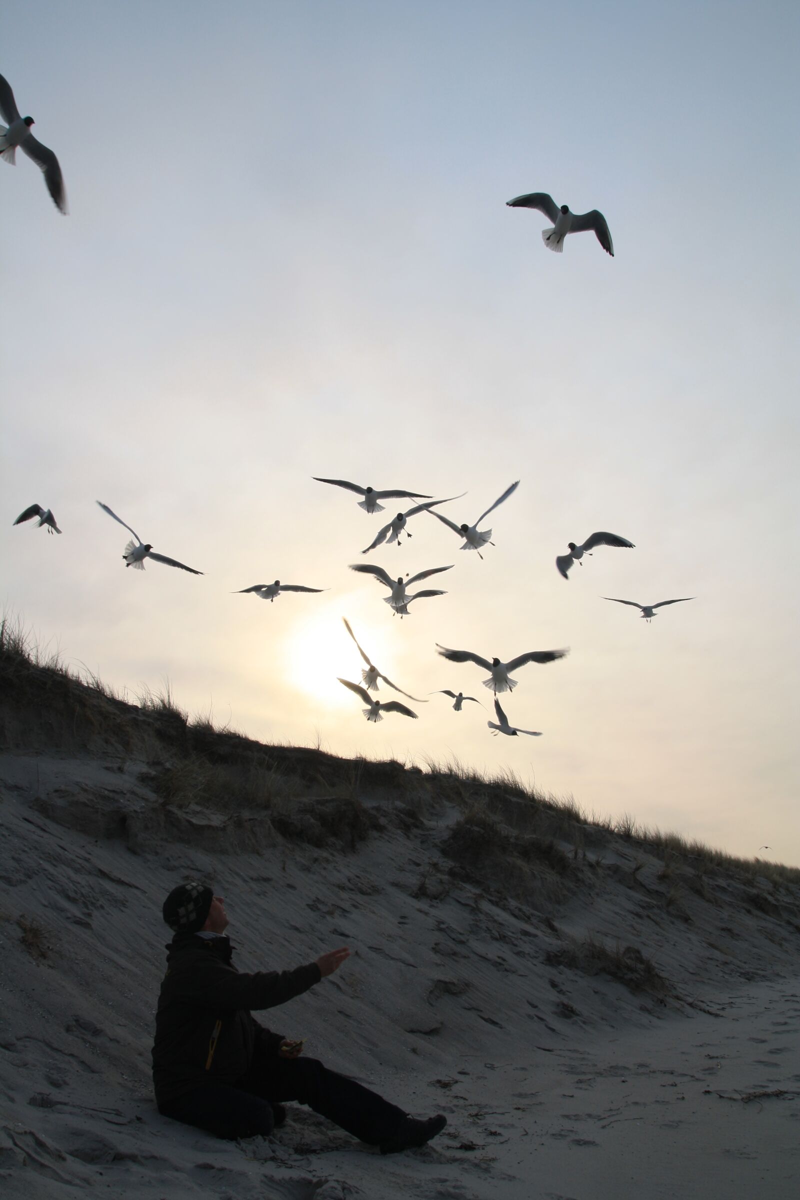 Canon EOS 1000D (EOS Digital Rebel XS / EOS Kiss F) sample photo. Bird, action, nature photography