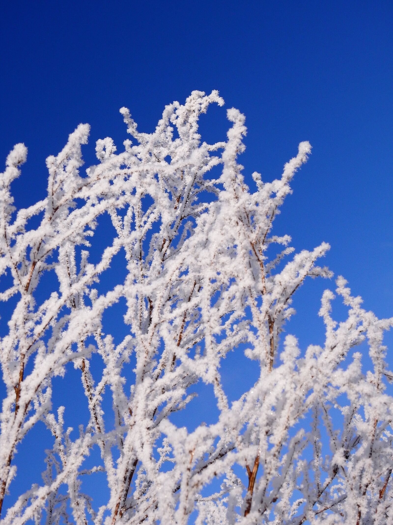 Nikon Coolpix P900 sample photo. Winter, cold, ice photography
