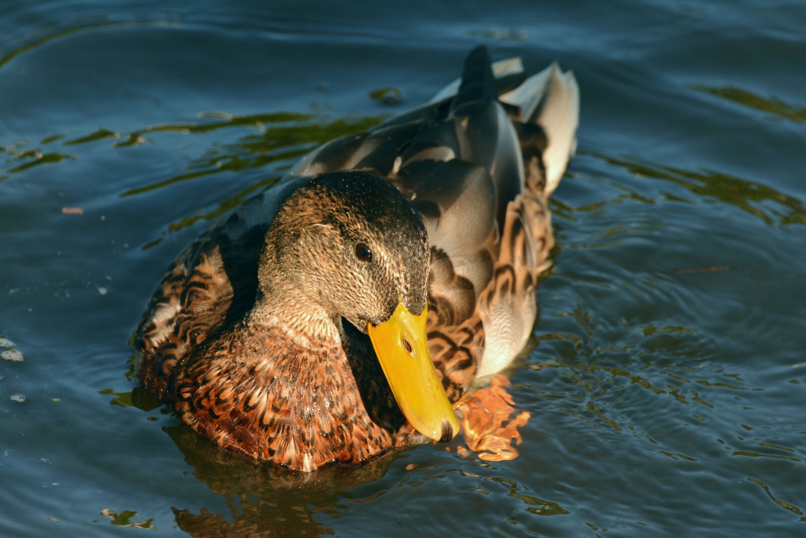 Nikon D5200 sample photo. Duck, mallard, female mallard photography