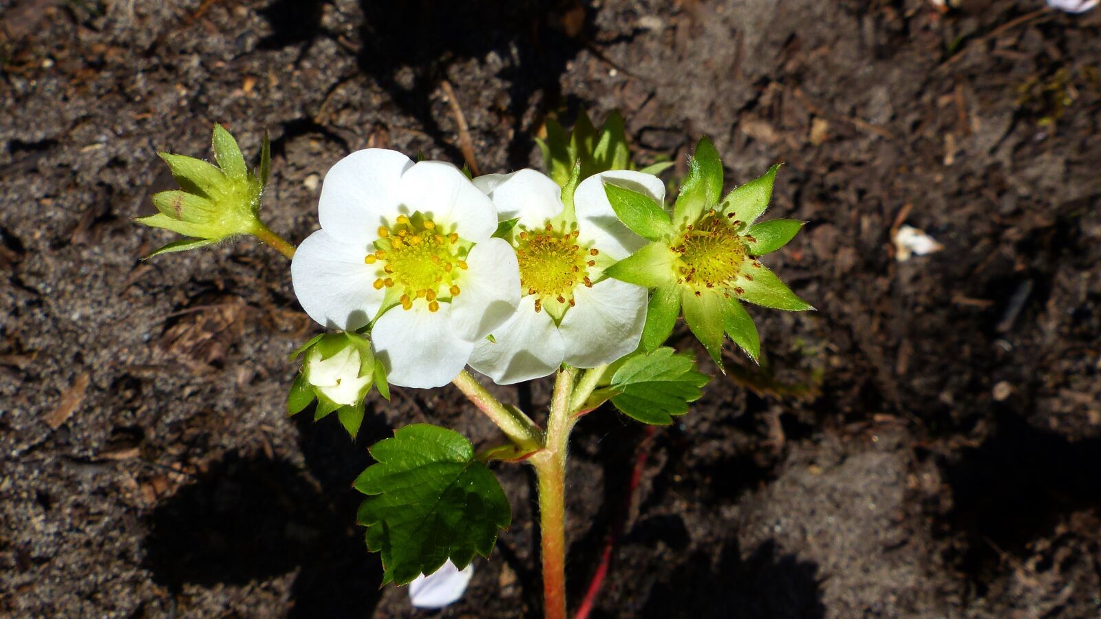 Panasonic Lumix DMC-FZ200 sample photo. Strawberry, blossom, bloom photography