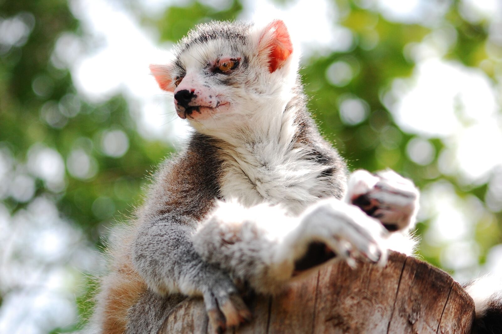 Nikon D40 sample photo. Lemur, sitting, zoo photography