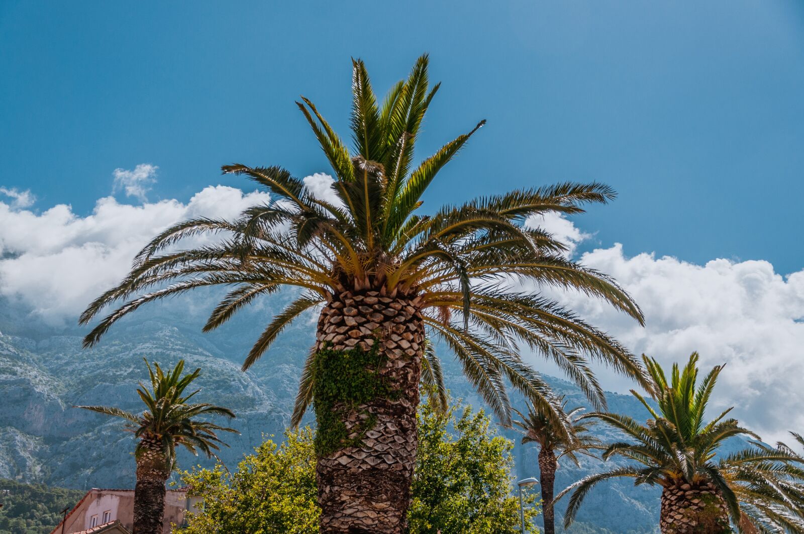 Nikon D90 sample photo. Palm, city, architecture photography