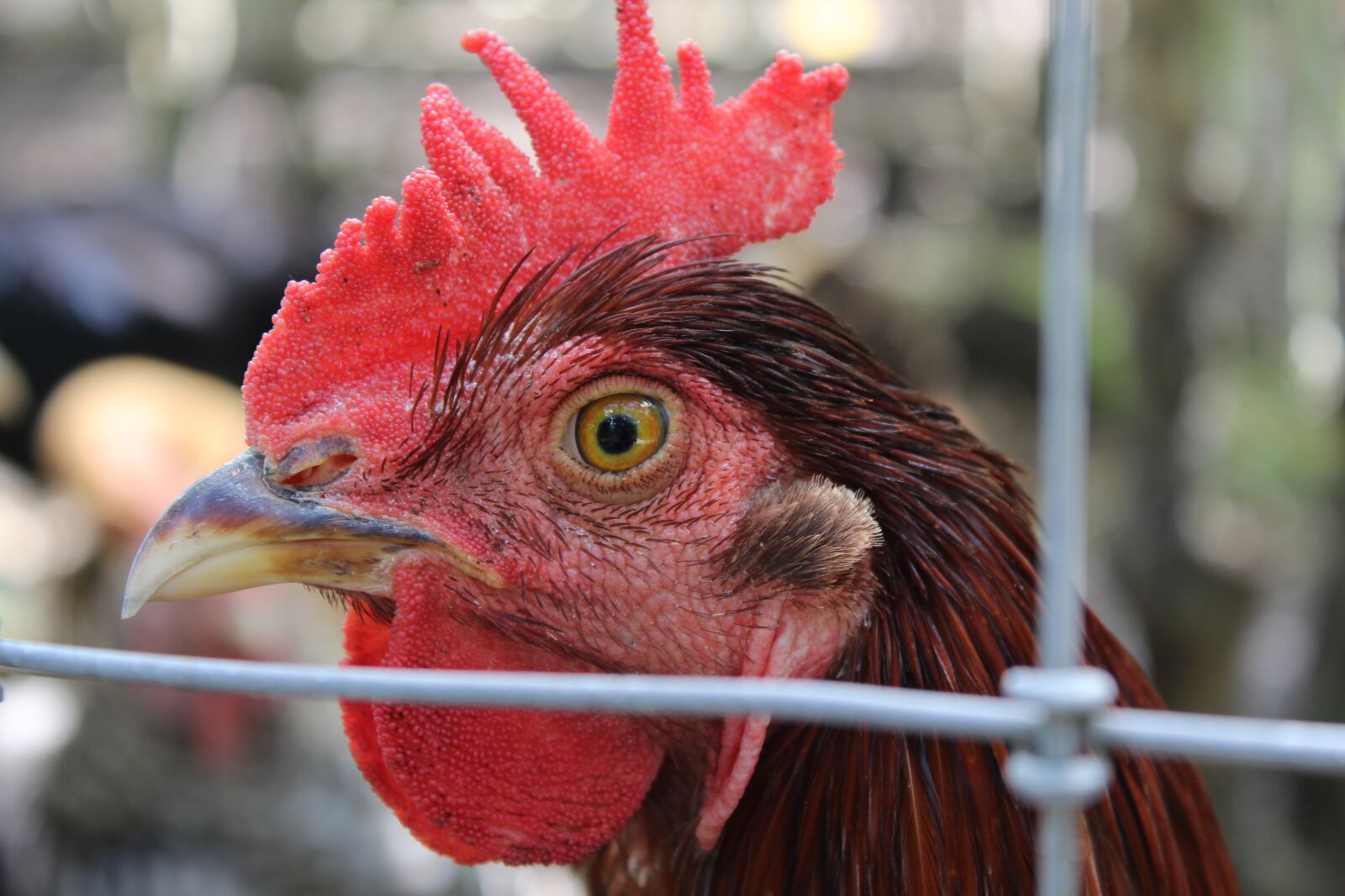 Canon EOS 1200D (EOS Rebel T5 / EOS Kiss X70 / EOS Hi) sample photo. Rooster, farm, chicken photography
