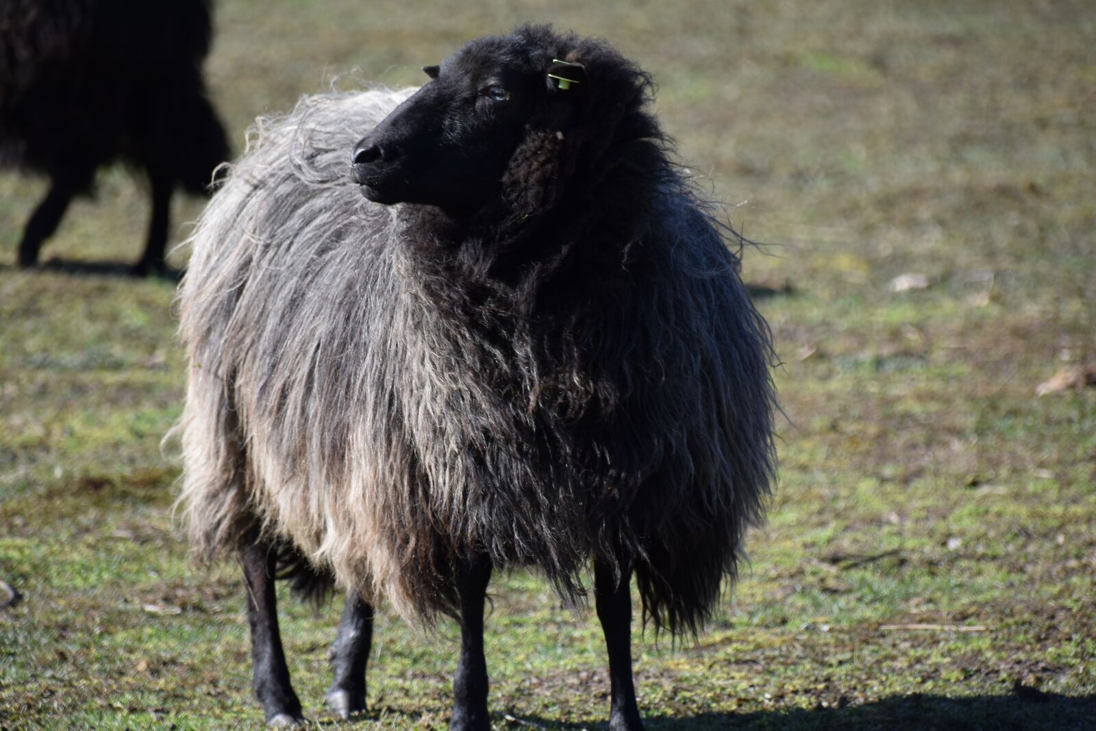 Nikon D3400 sample photo. Sheep, heide, drenthe photography