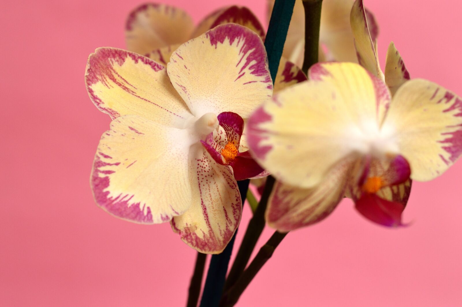 Nikon D3200 sample photo. Orchid, tropical, flower photography