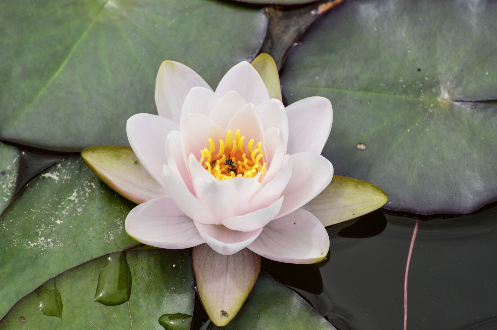 Nikon D3200 sample photo. Water lily, bee, nature photography