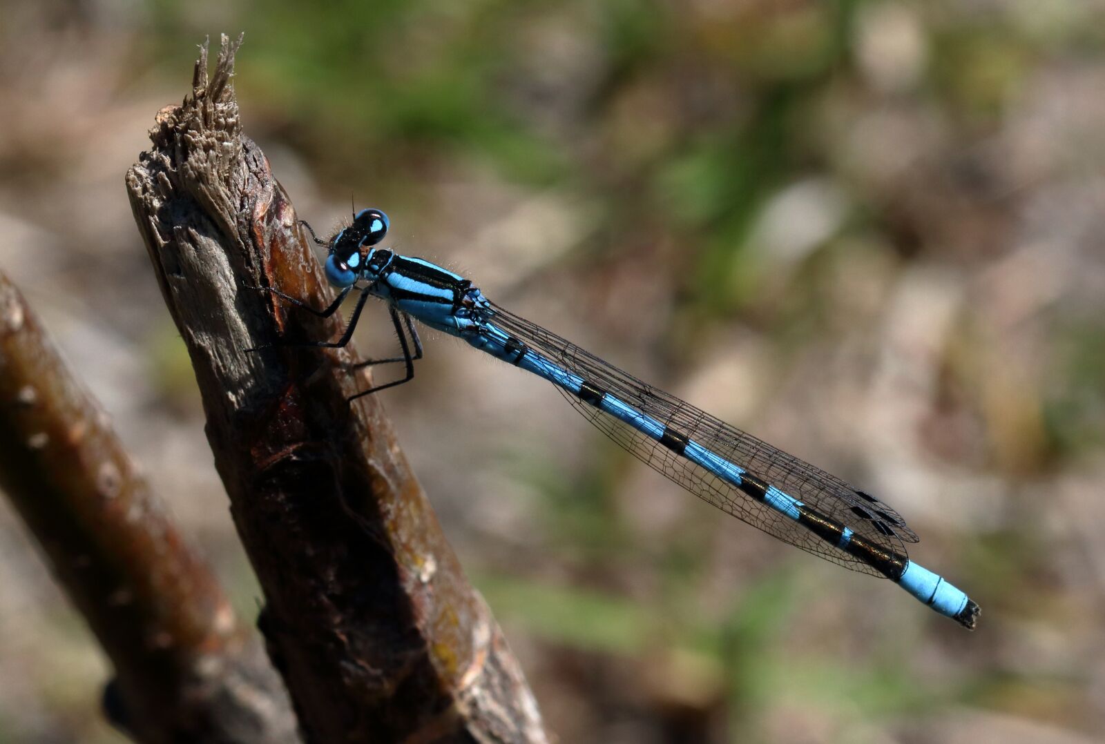 Canon EOS 80D sample photo. Damselfly, blue, insect photography