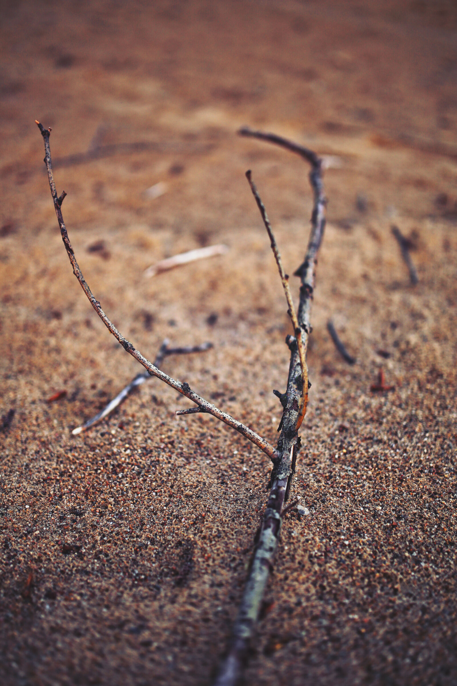 Canon EOS 6D sample photo. Twig, on, sand photography