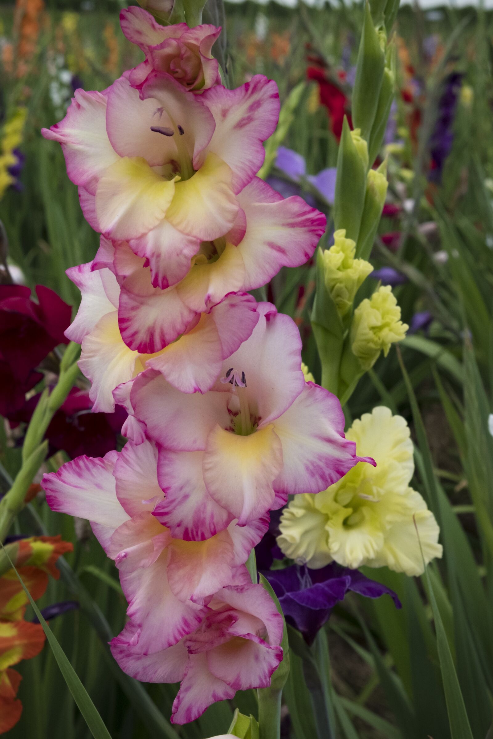 Fujifilm XF 18-55mm F2.8-4 R LM OIS sample photo. Flower, blossom, bloom photography